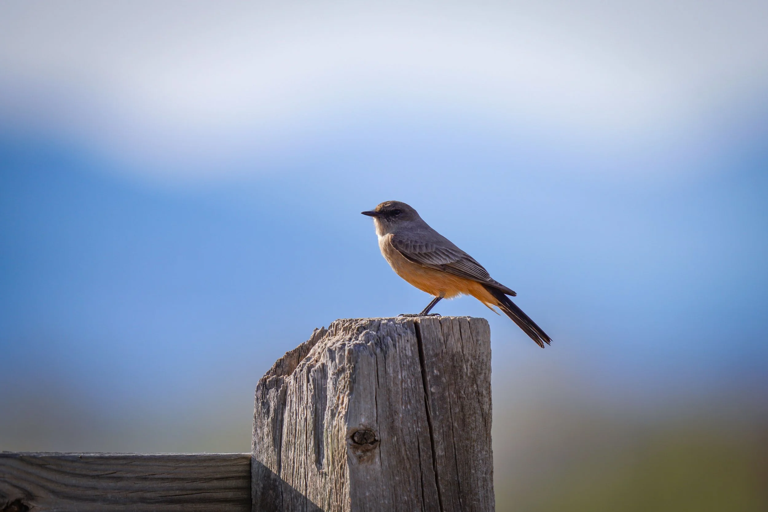 Say's Phoebe
