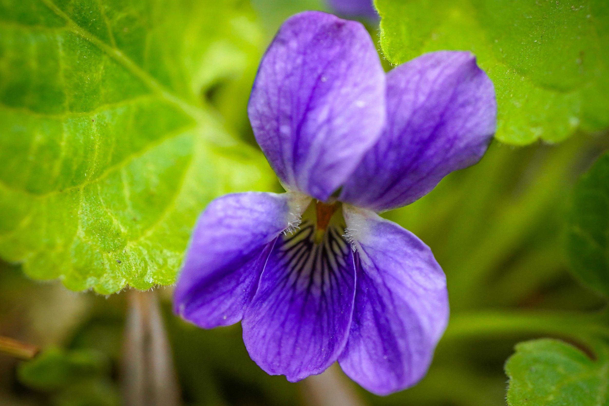 Common Violet