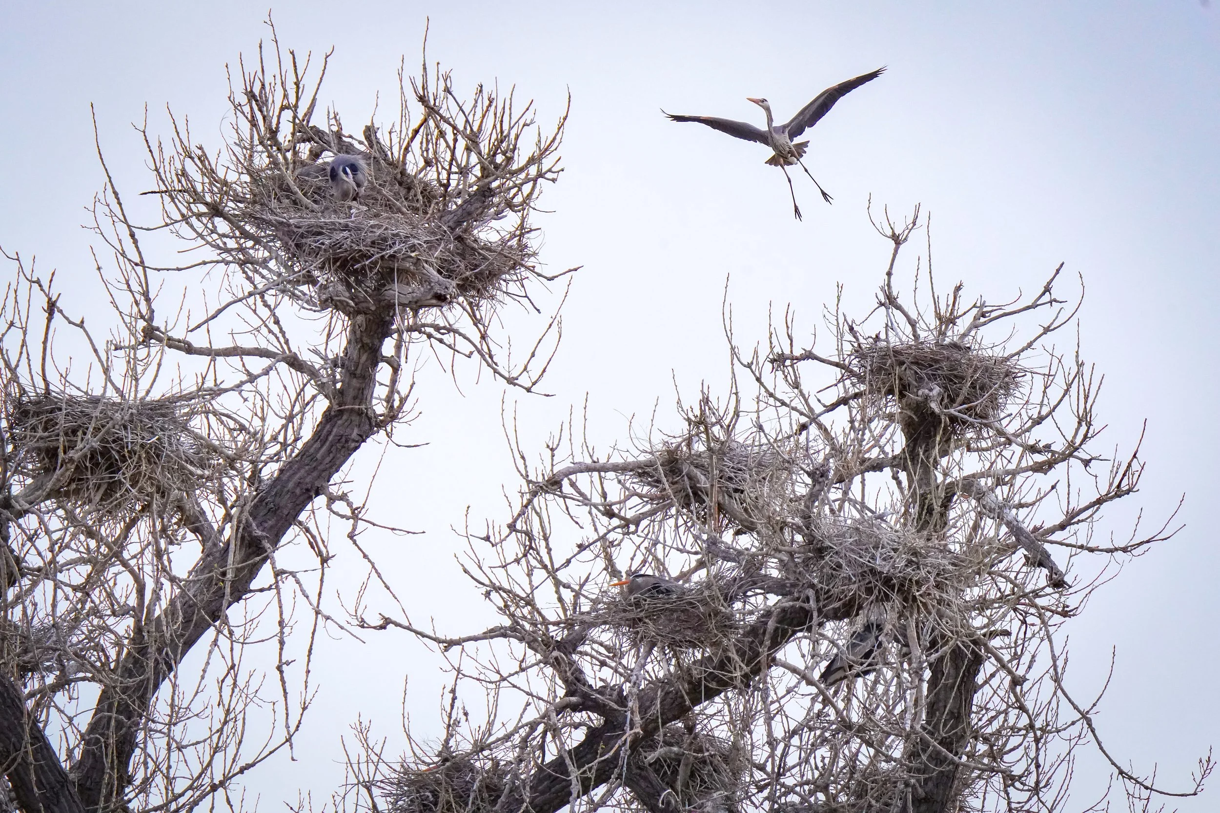 Great Blue Heron coming in for a landing at the rookery!