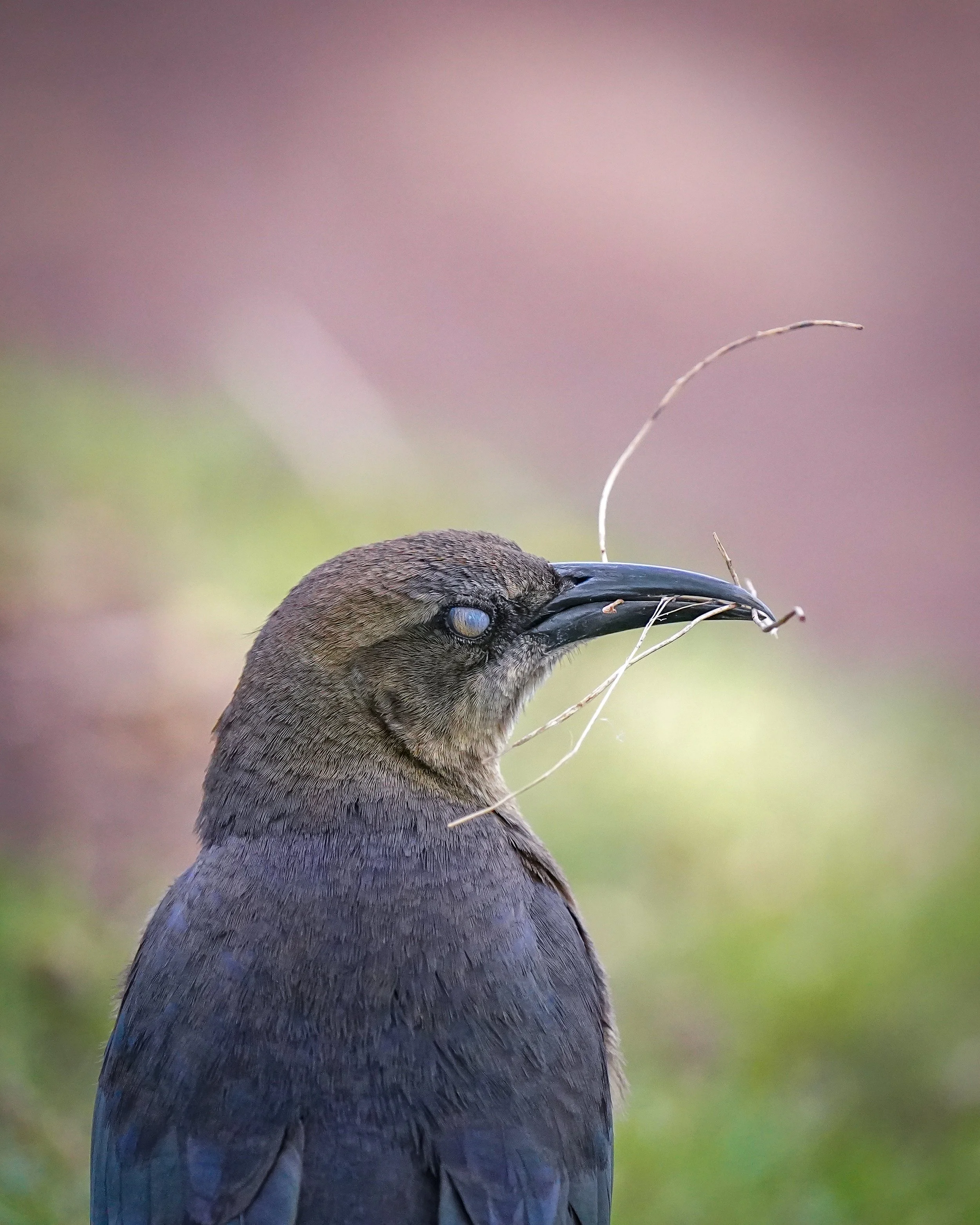 Demon grackle - ha - nicitating membrane in action