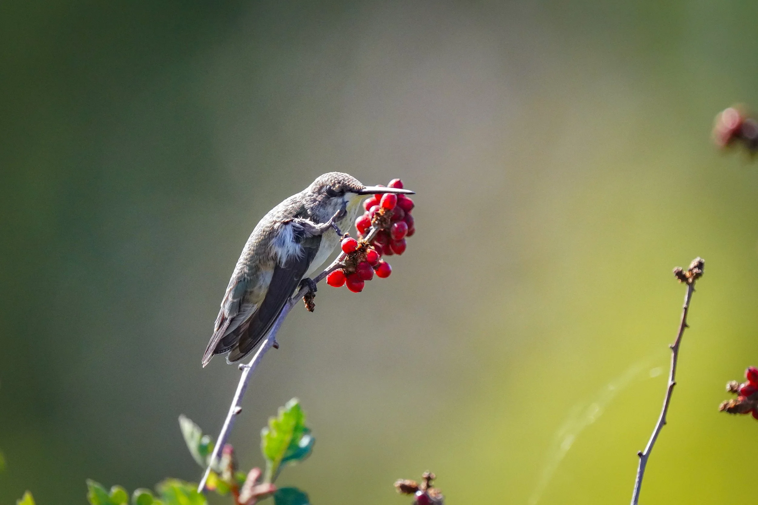 2024-09-07-kingery-nature-center-host-table-hummingbird-laura-sheets-3.jpg