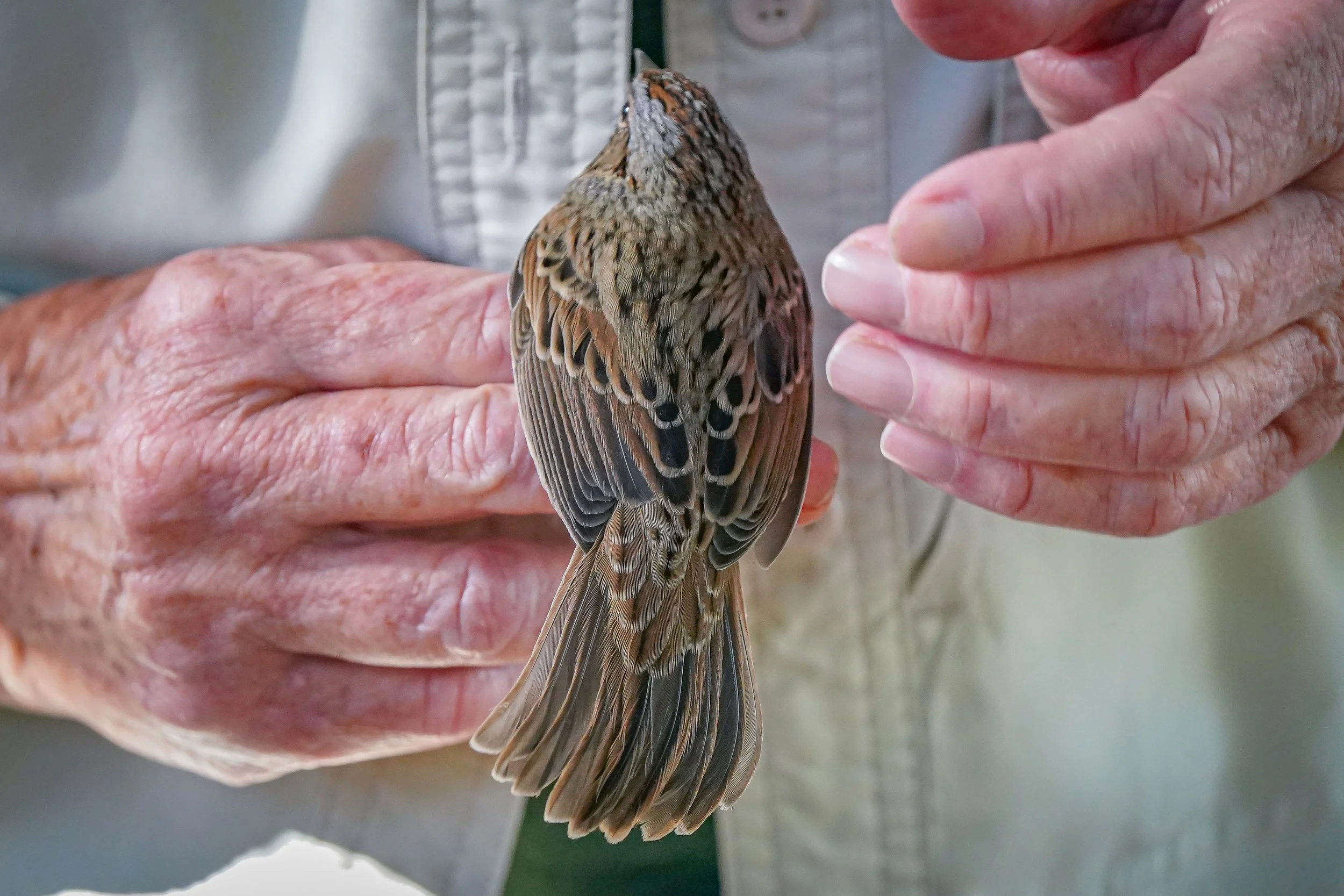 Lincoln's Sparrow