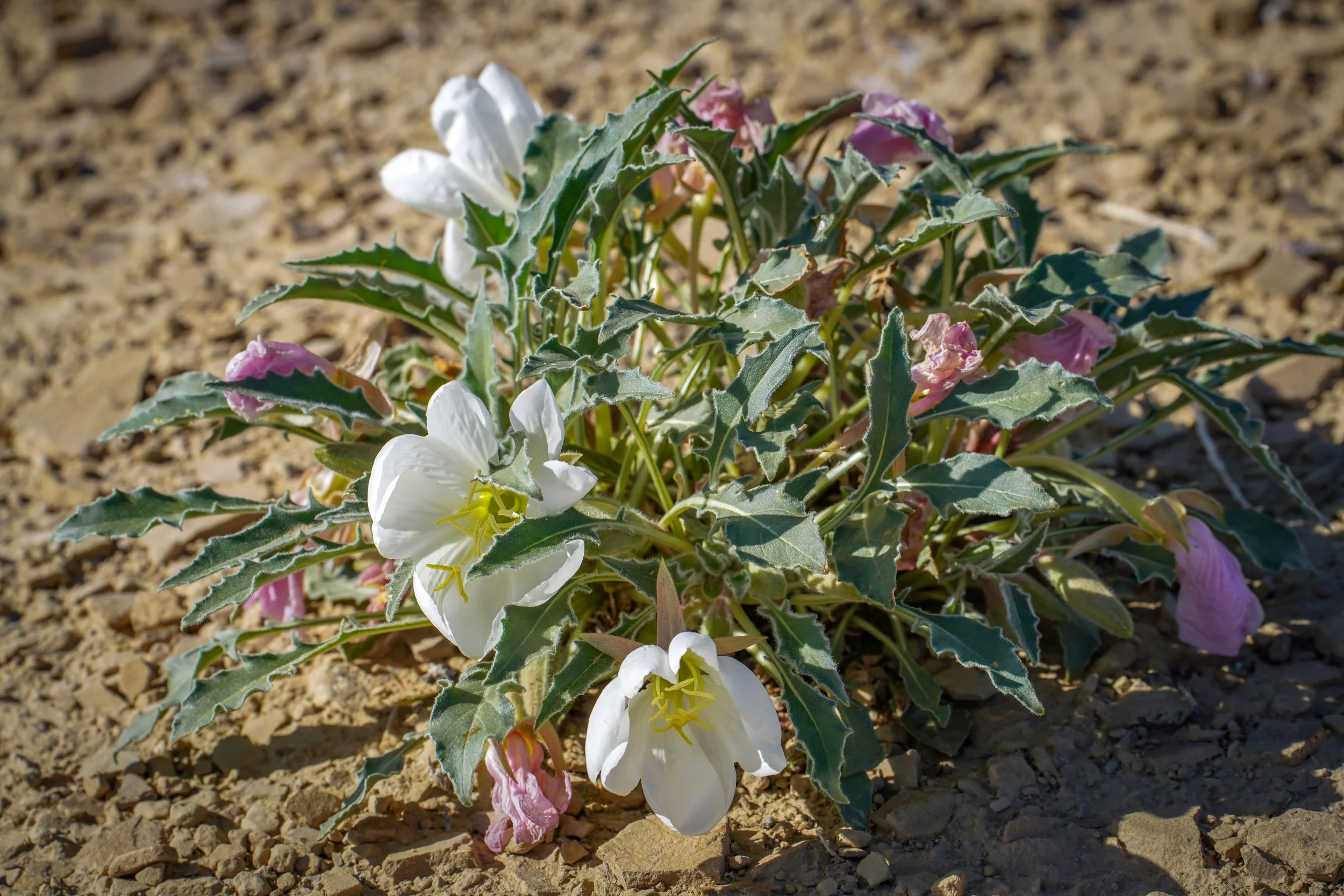 Blooming flowers in the desert