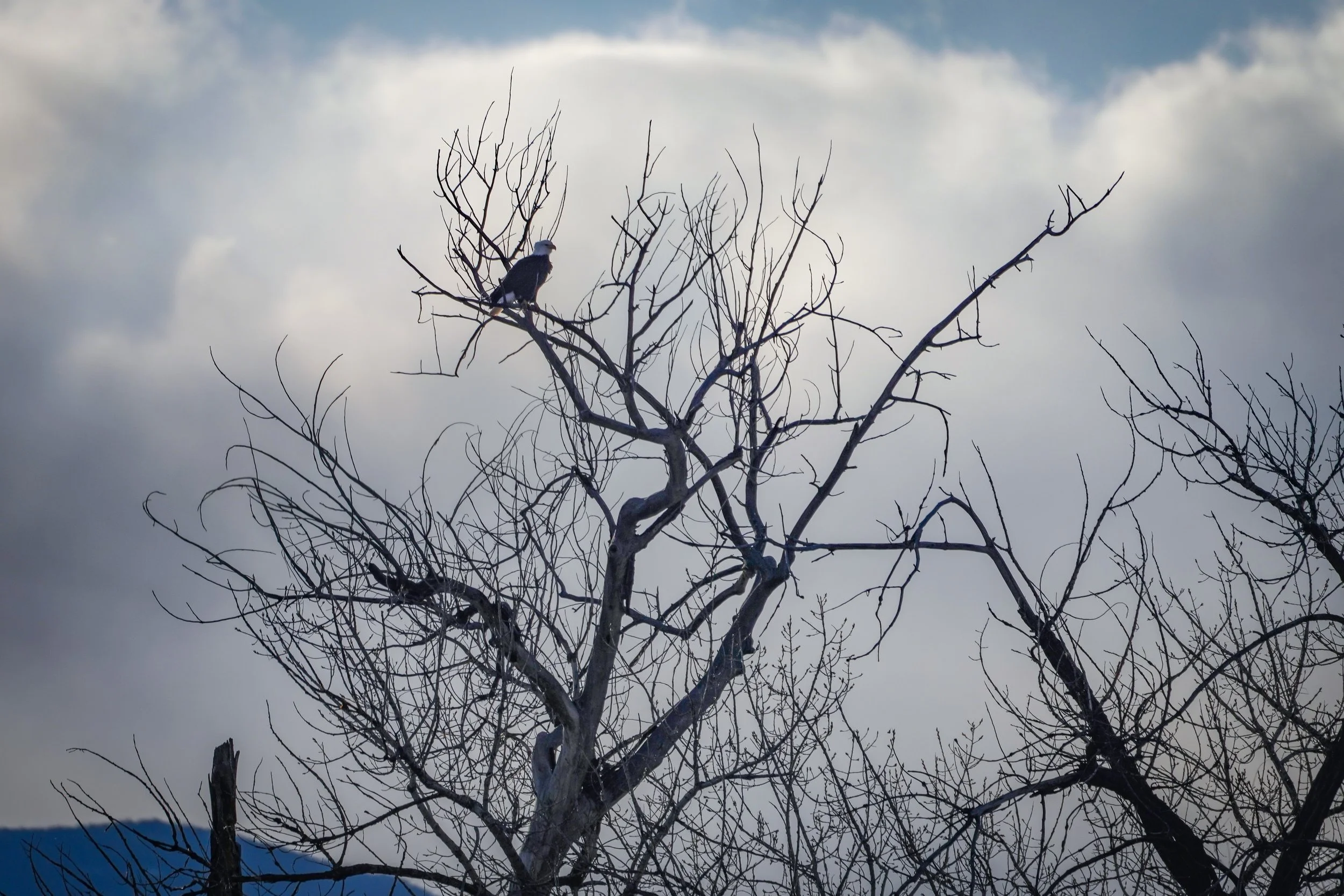 Bald Eagle silhouette