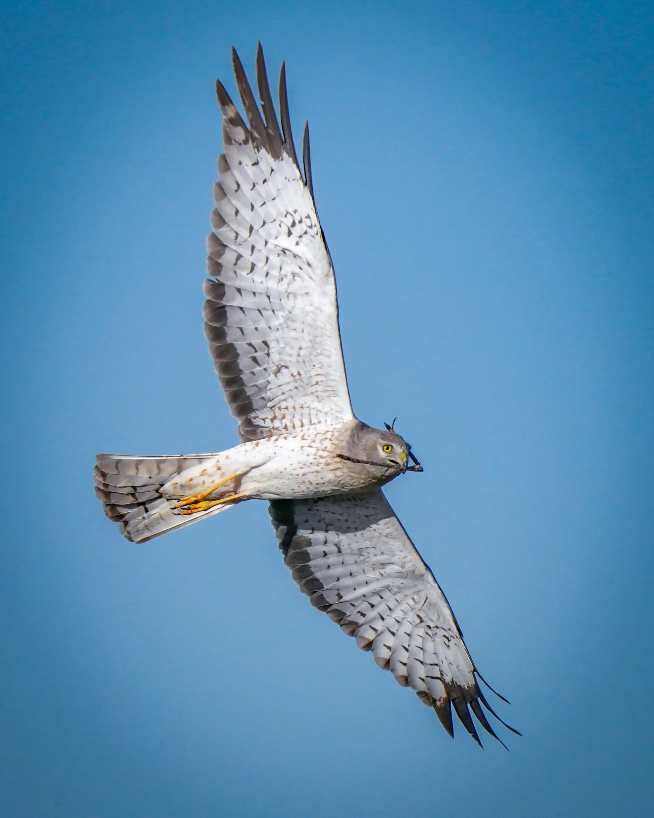 Northern Harrier a.k.a. the Gray Ghost