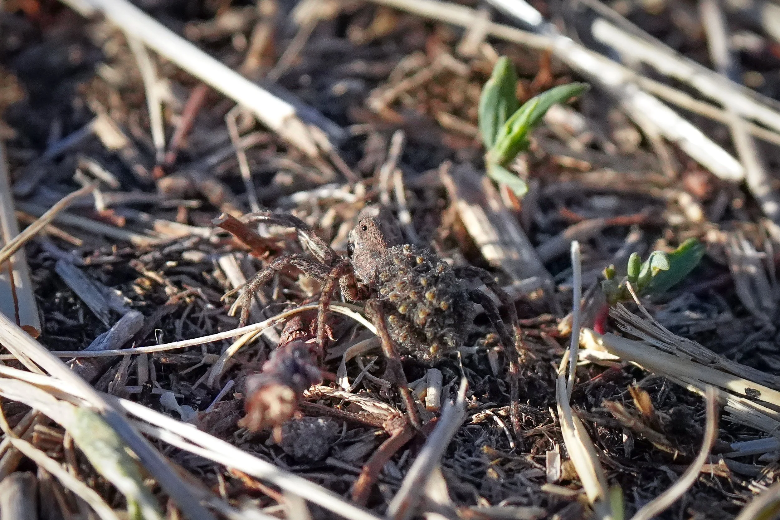 Wolf spider with babies!