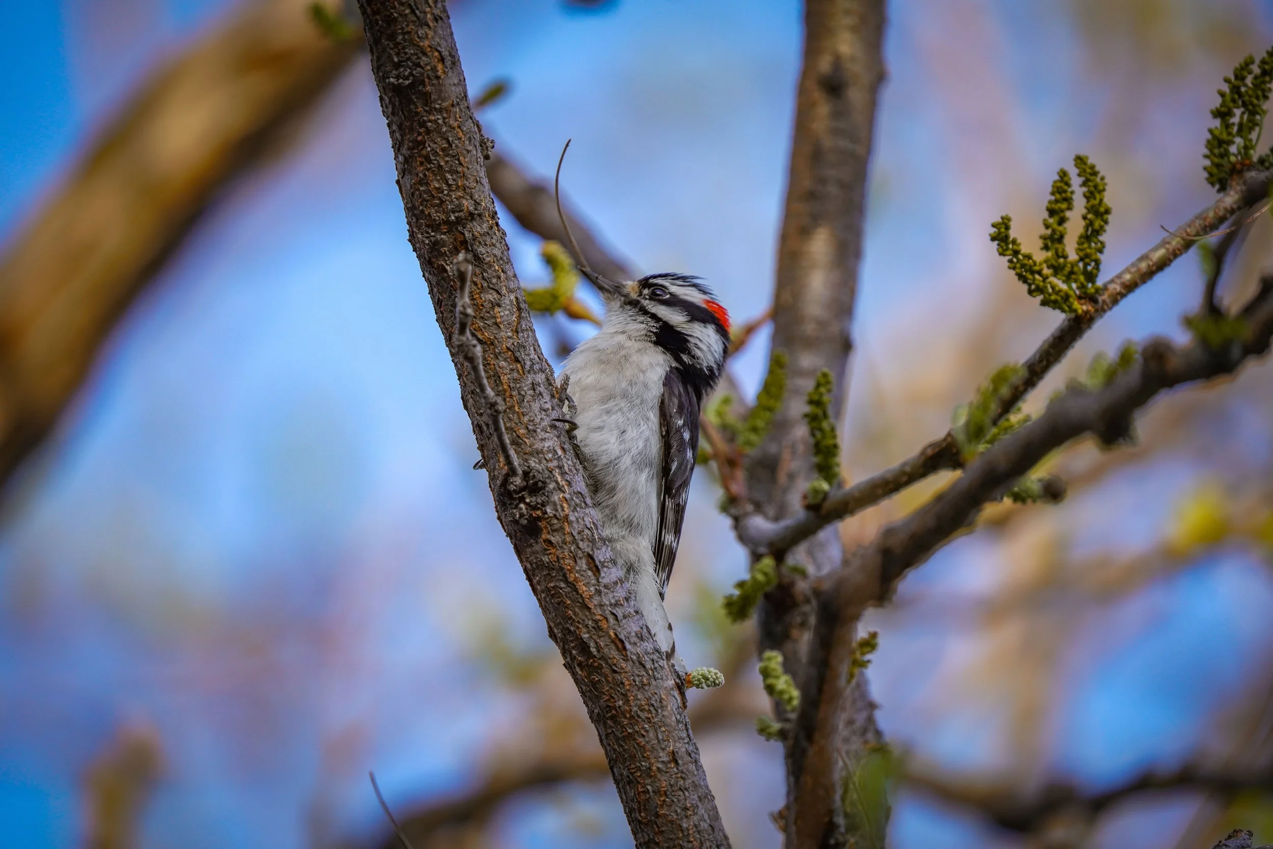 Downy Woodpecker