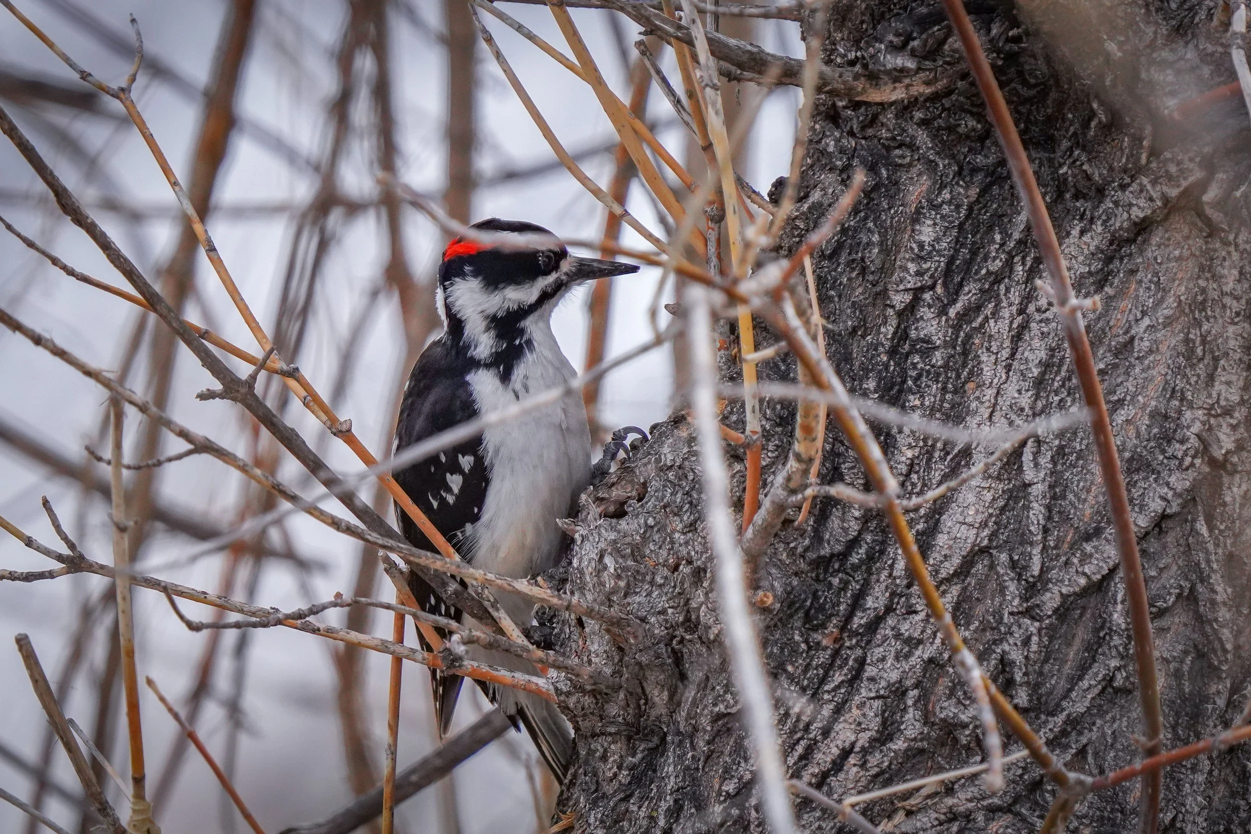 Hairy Woodpecker (male)