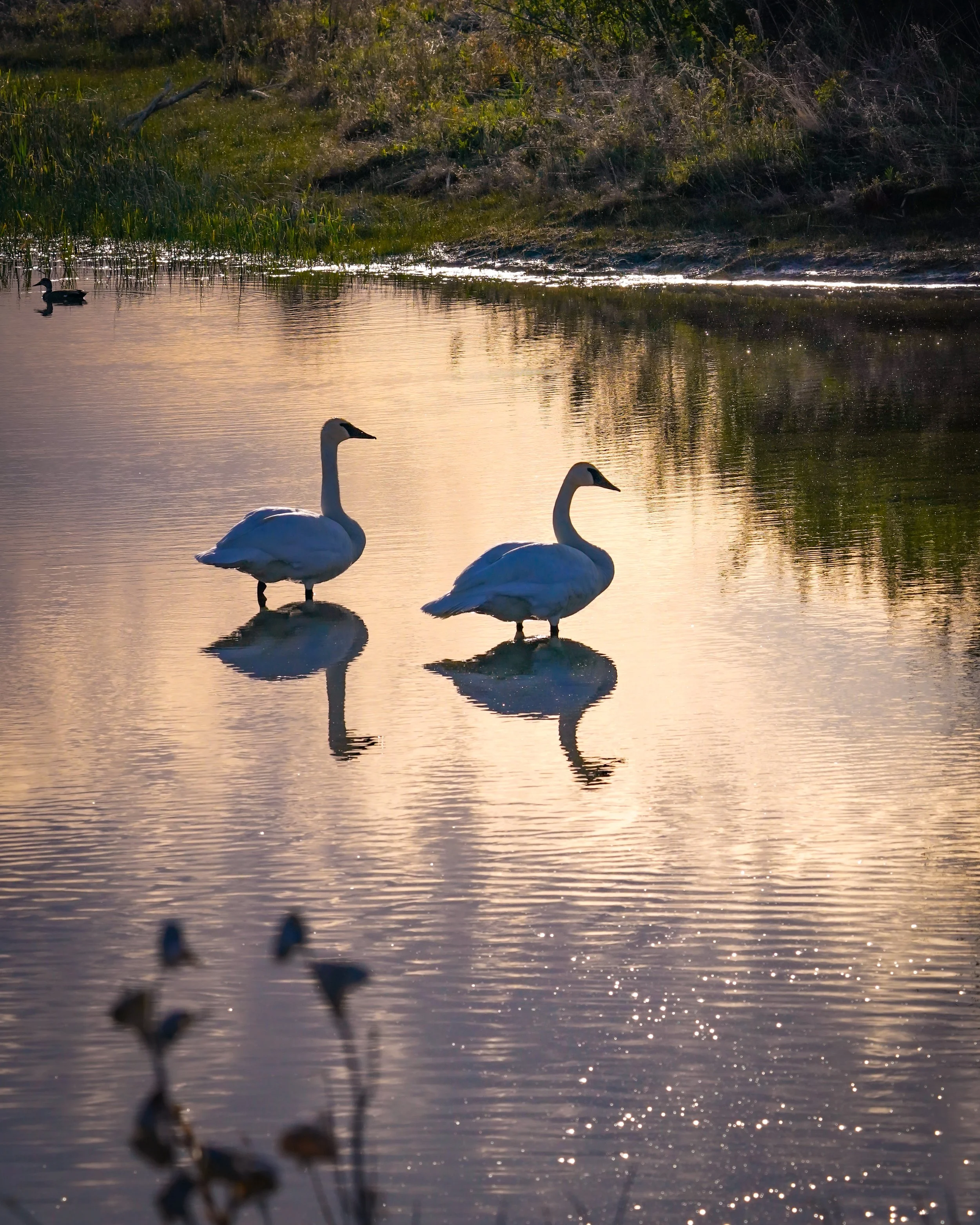 Trumpeter Swans 