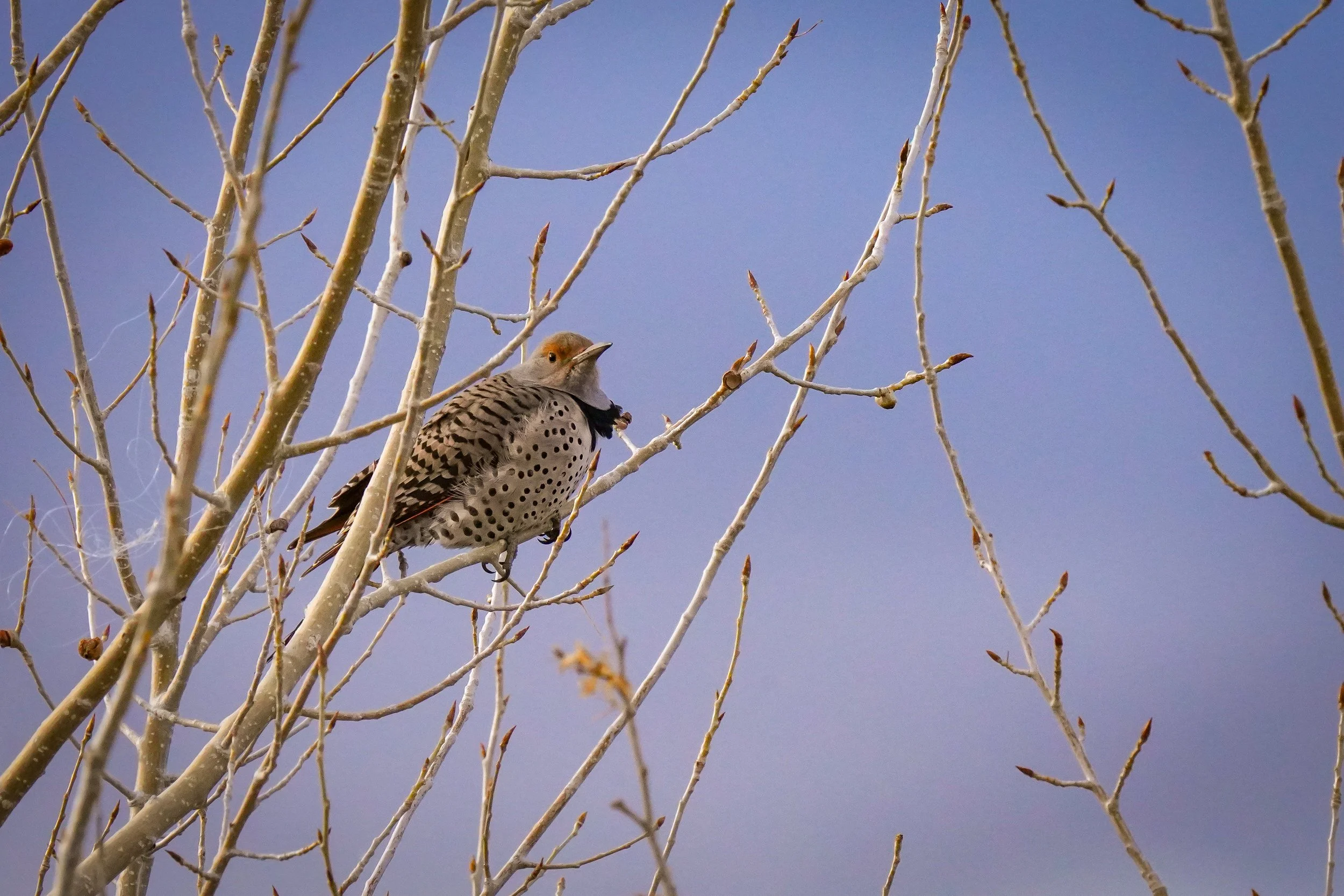 Female Northern Flicker (note what appears to be fishing line in the tree - I didn't see it until I looked at the photos at home)