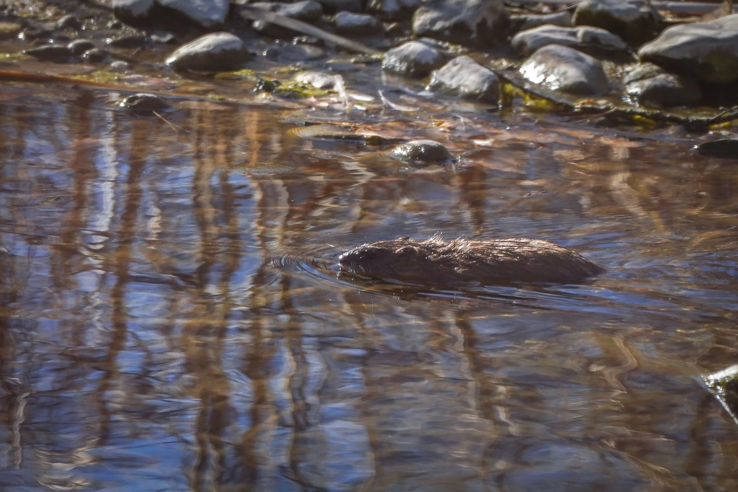 Muskrat
