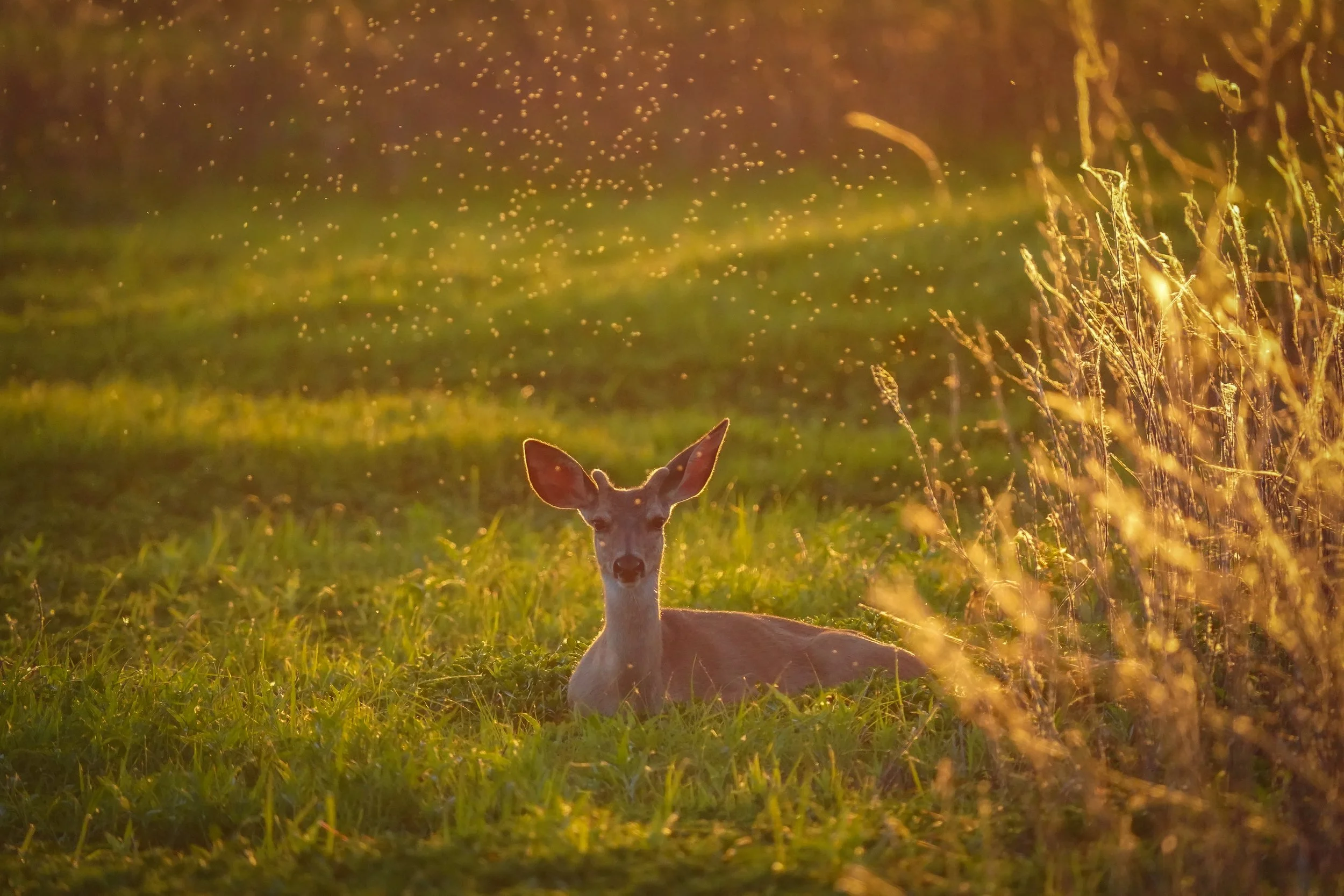 Deer at dusk!