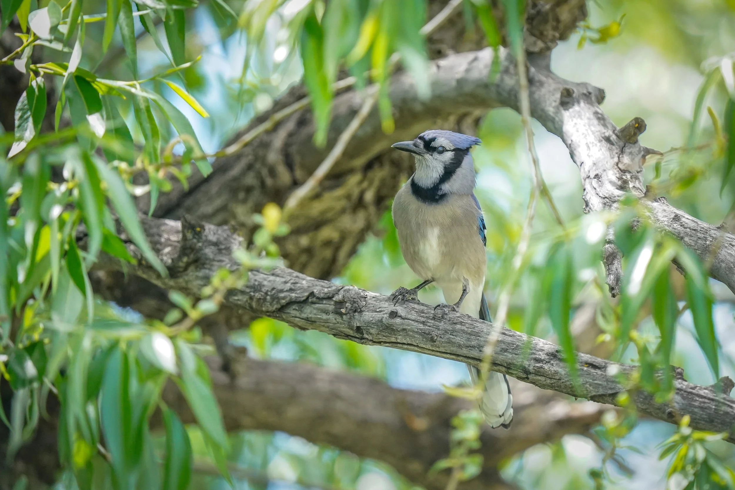 Blue Jay