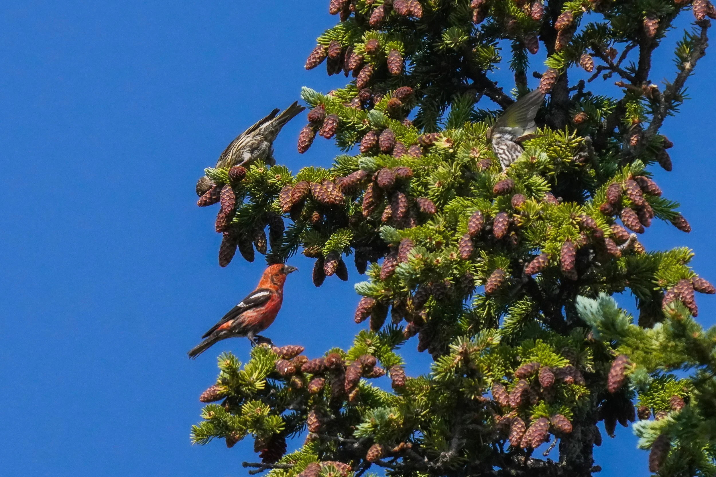 White-winged crossbill, male & female, and Pine Siskin