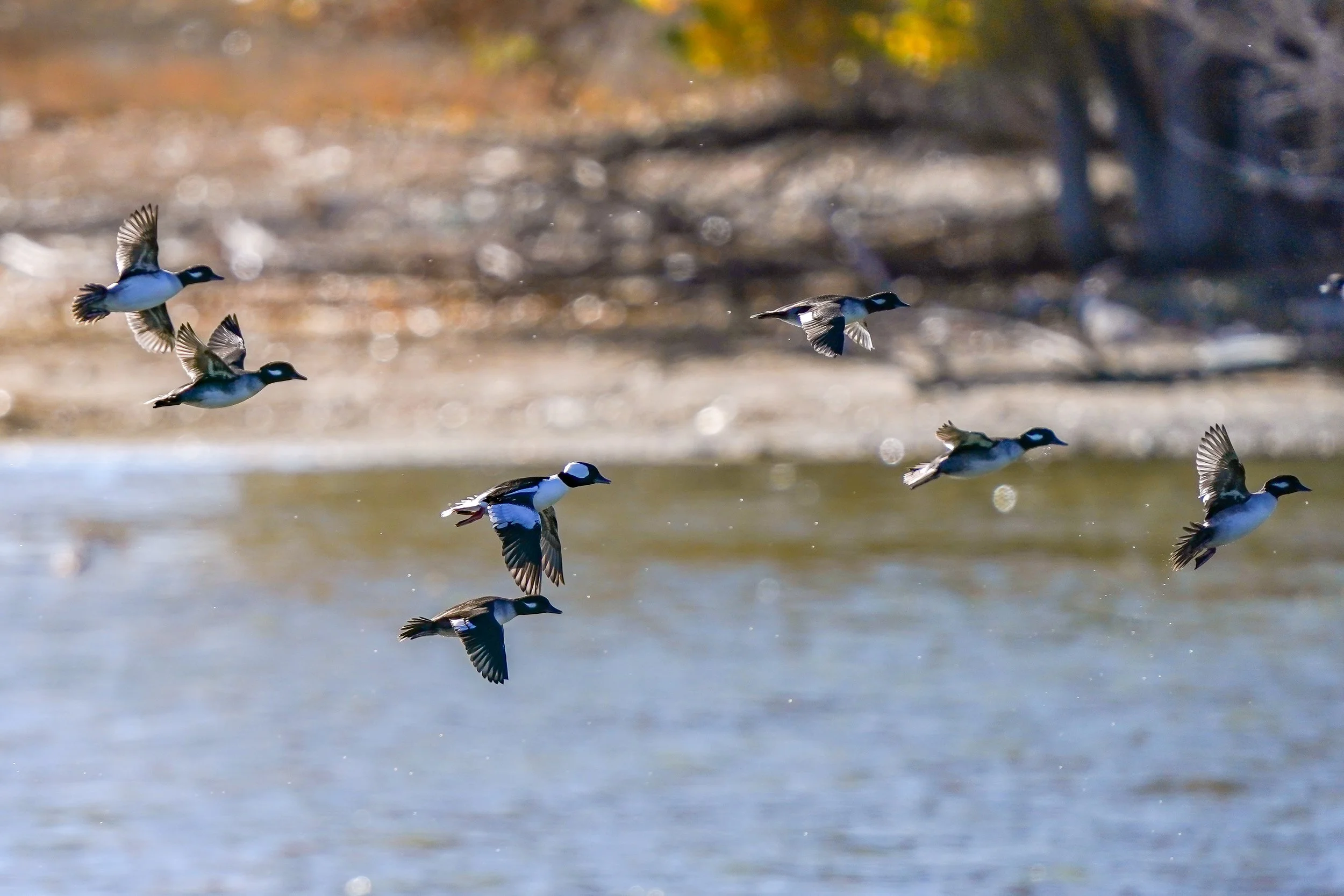 Bufflehead ducks