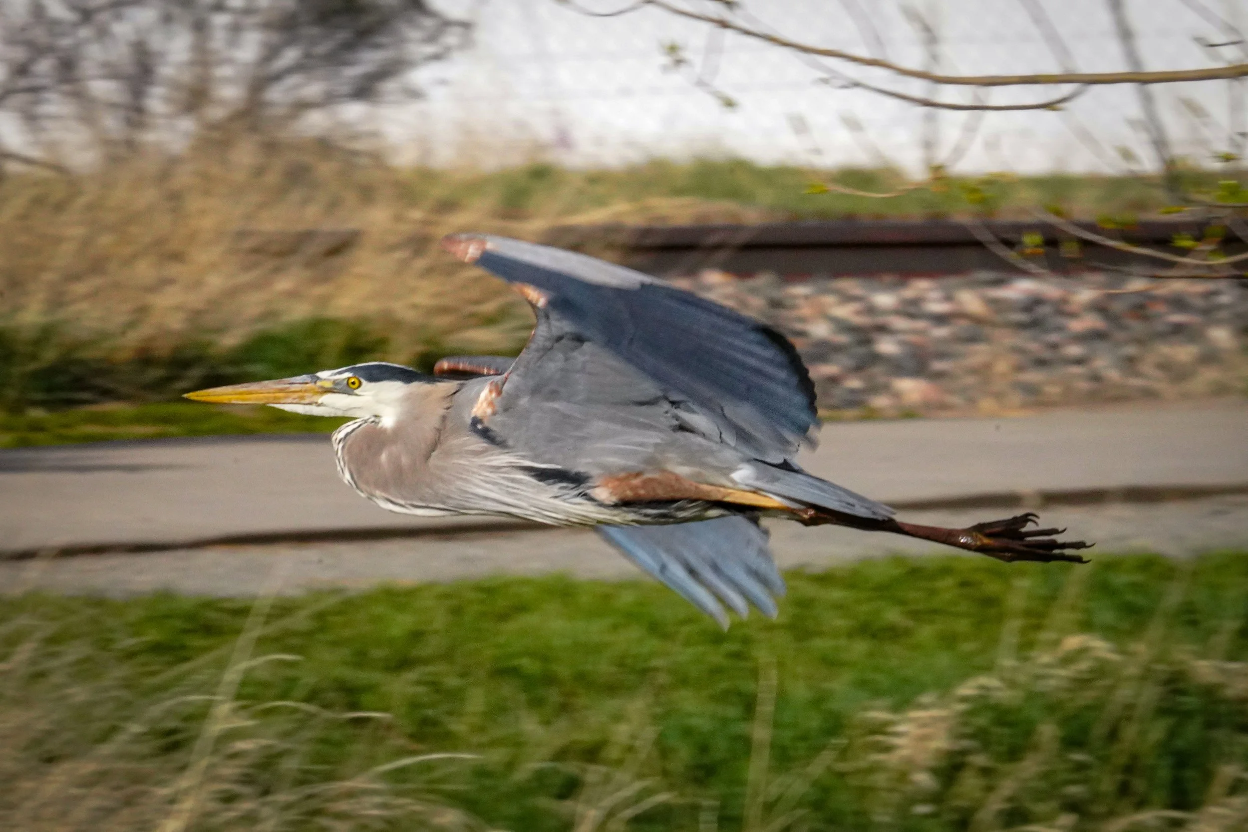 Great Blue Heron - low fly-by right in front of me!