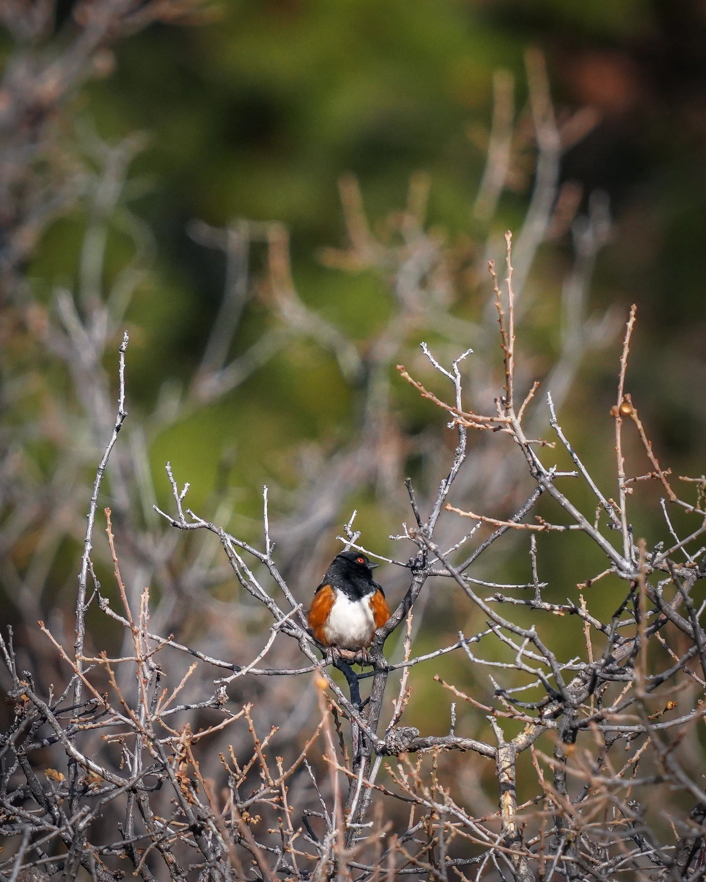 Spotted Towhee