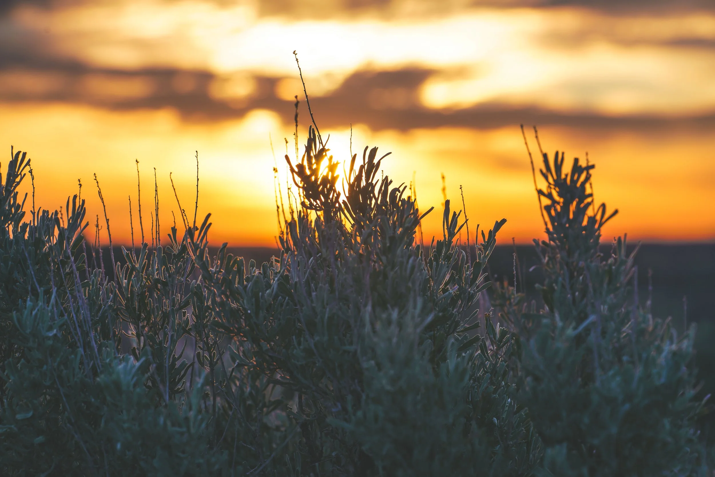 Sagebrush at Sunrise