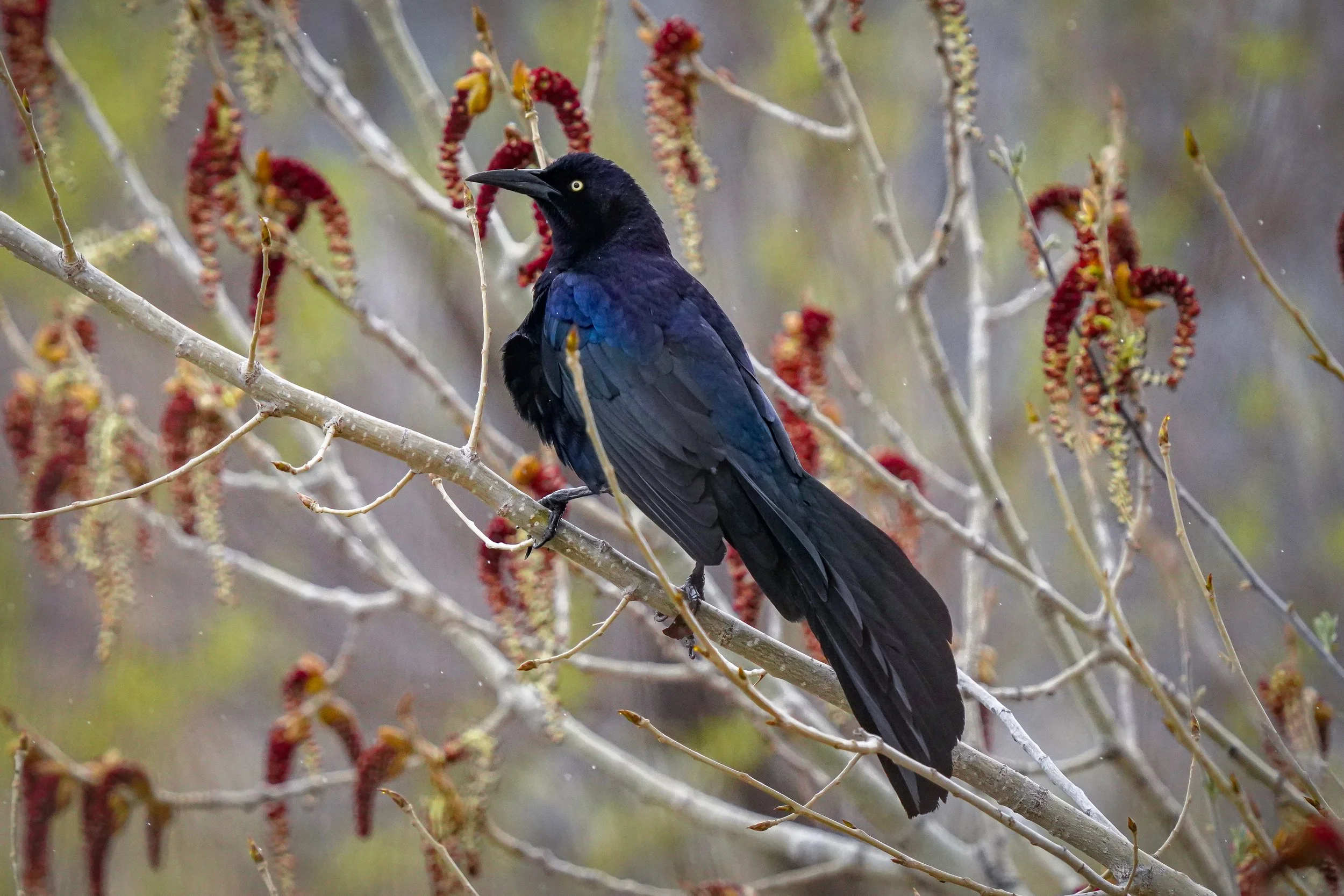 Great-tailed Grackle (male)