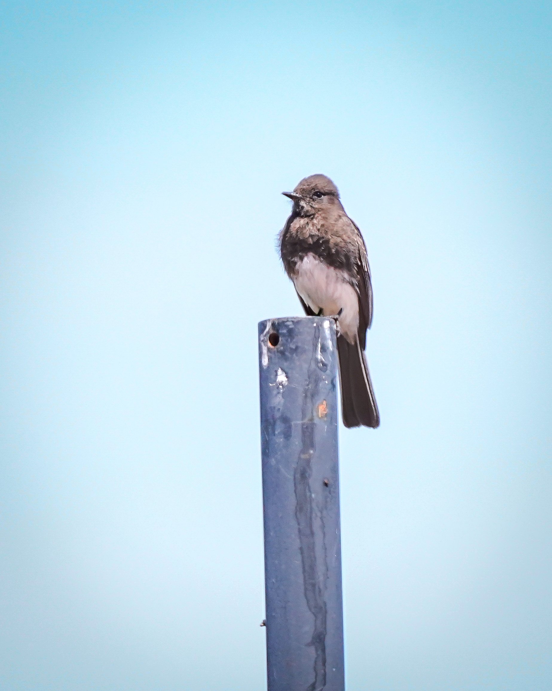 Black Phoebe