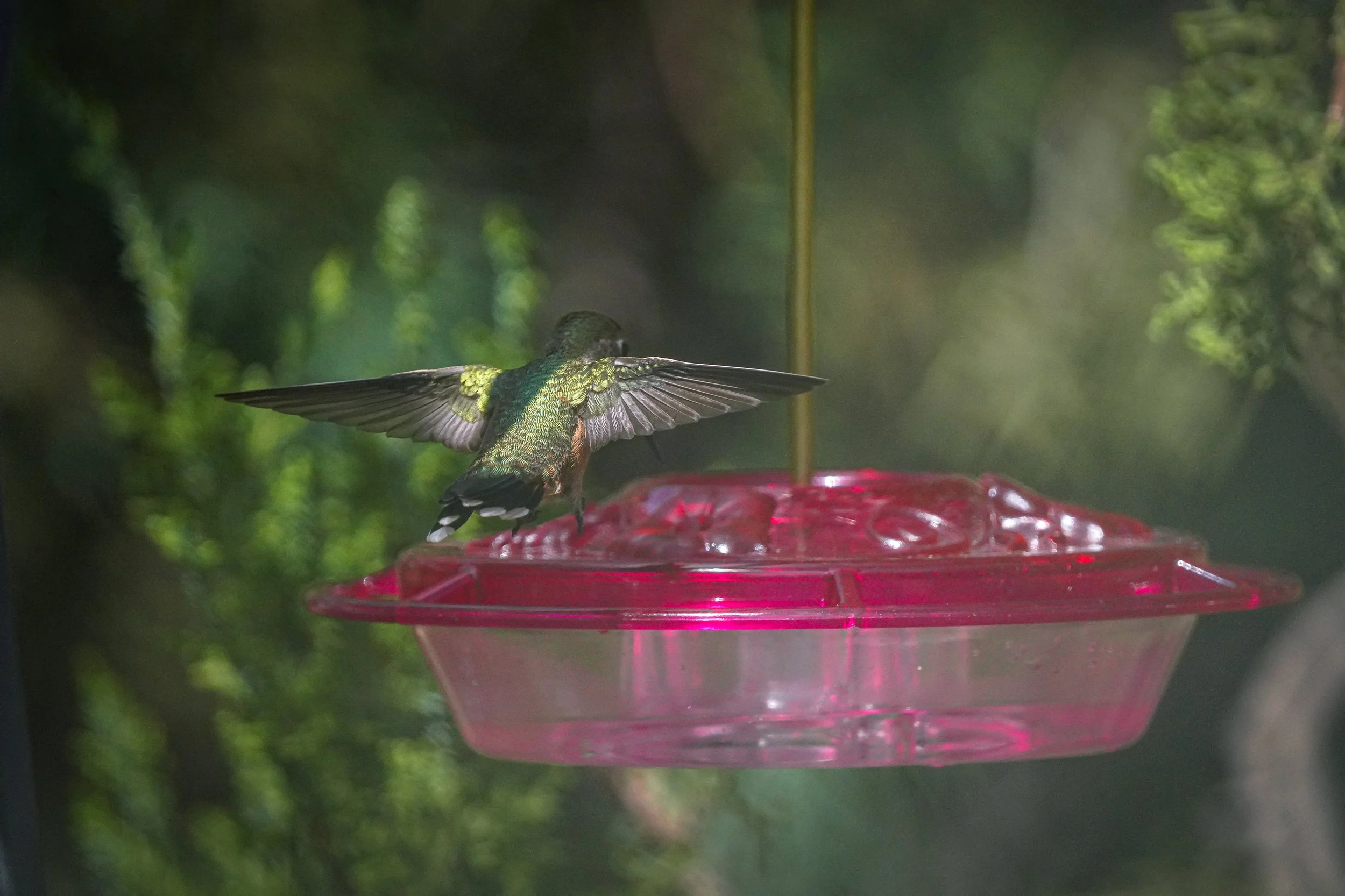 2024-08-24-kingery-nature-center-host-table-broadtailed-hummingbird-laura-sheets-6.jpg