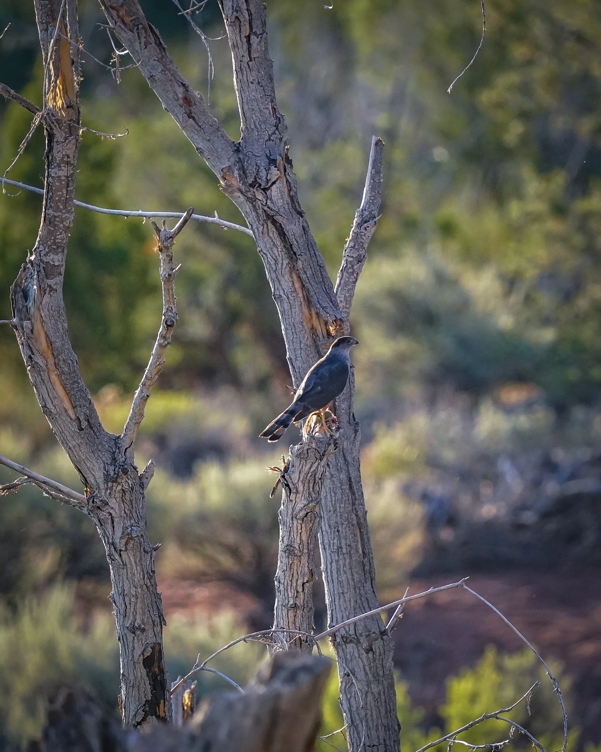 Cooper's Hawk