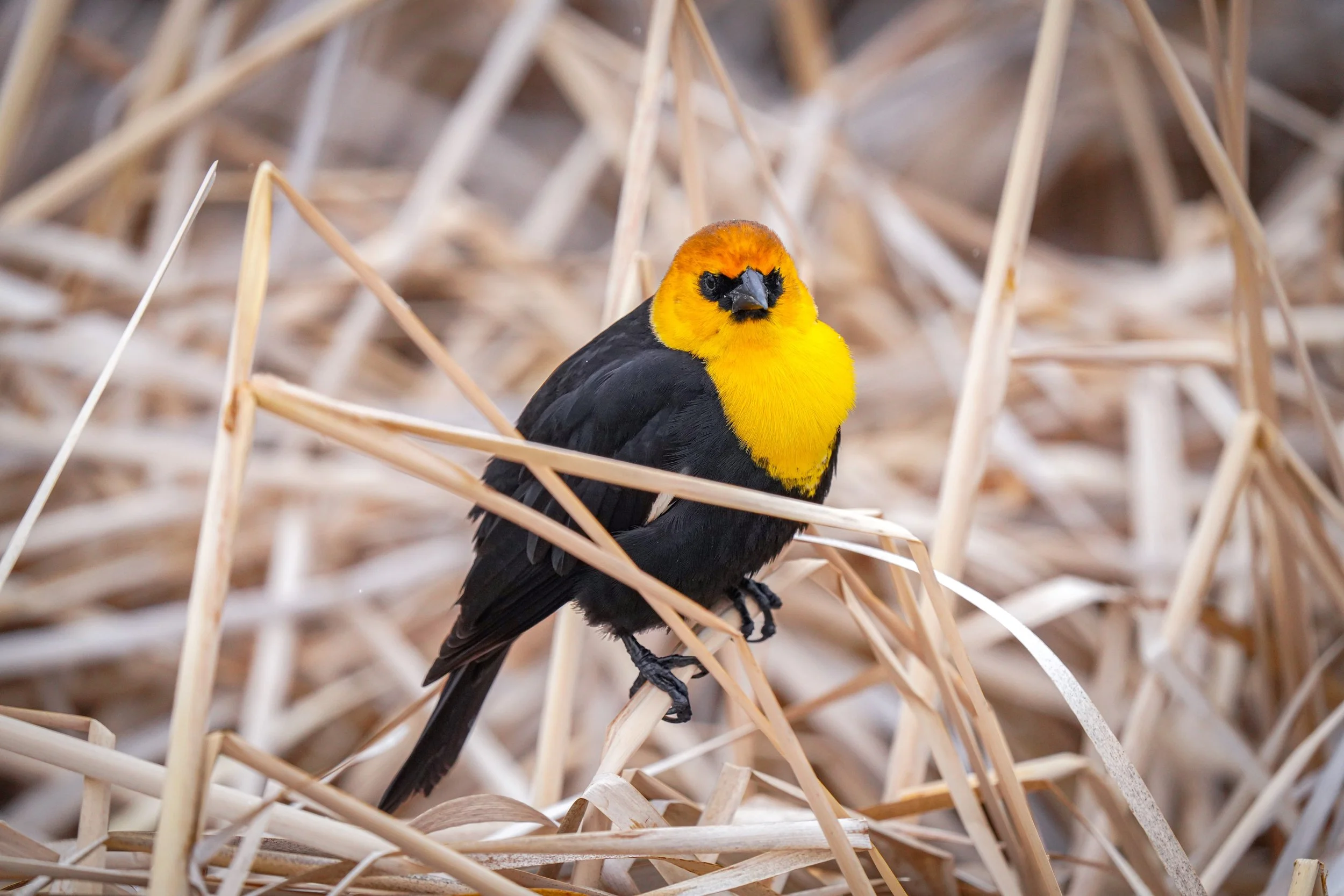 Yellow-headed Blackbird