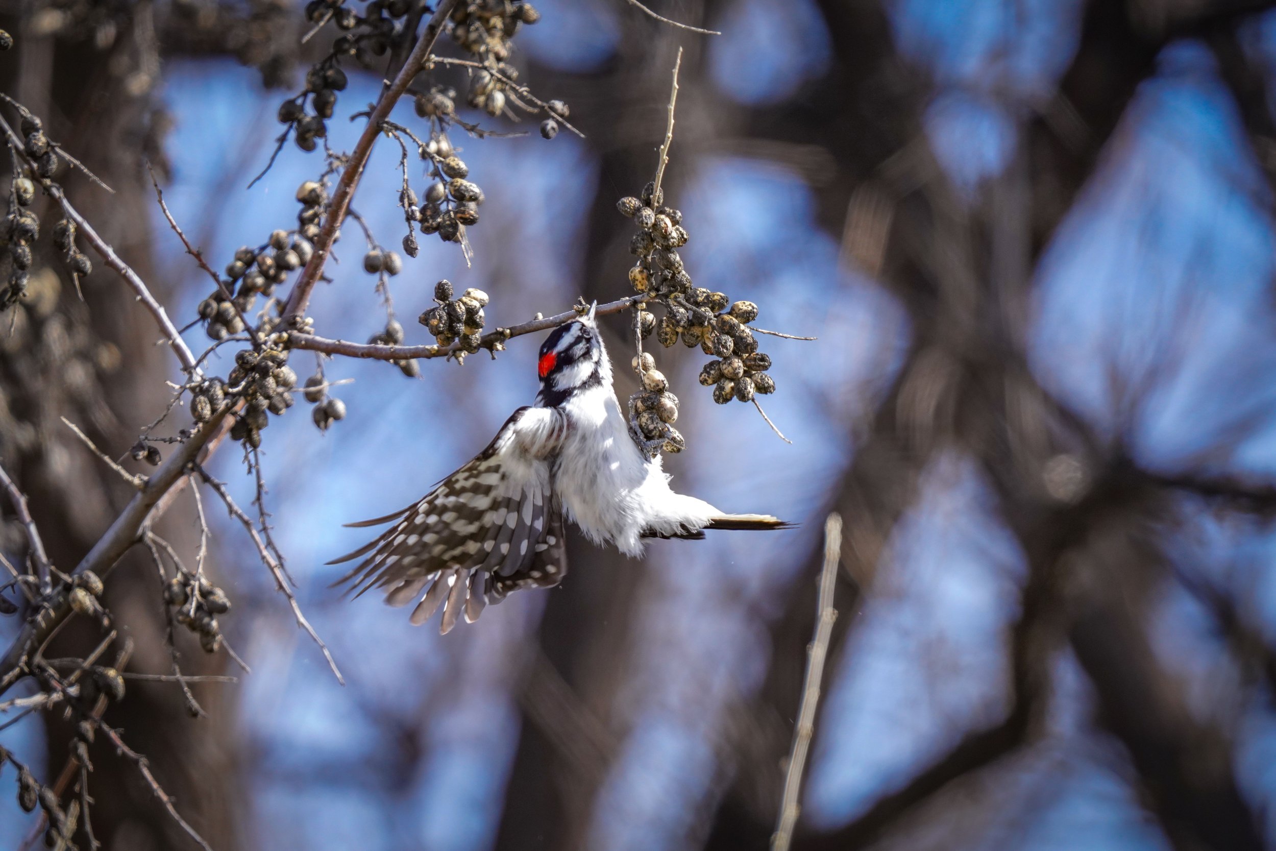 Downy Woodpecker