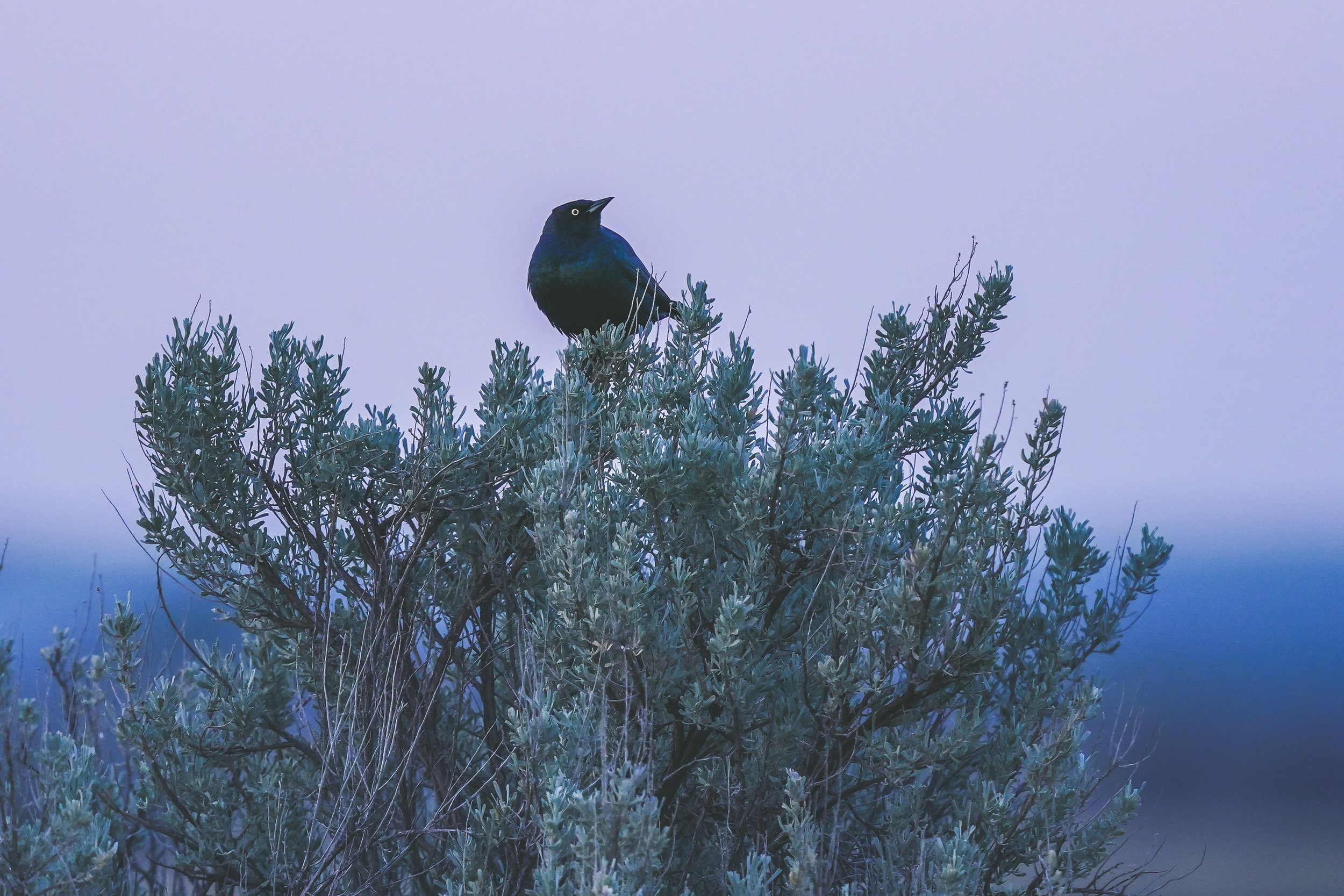 Brewer's Blackbird