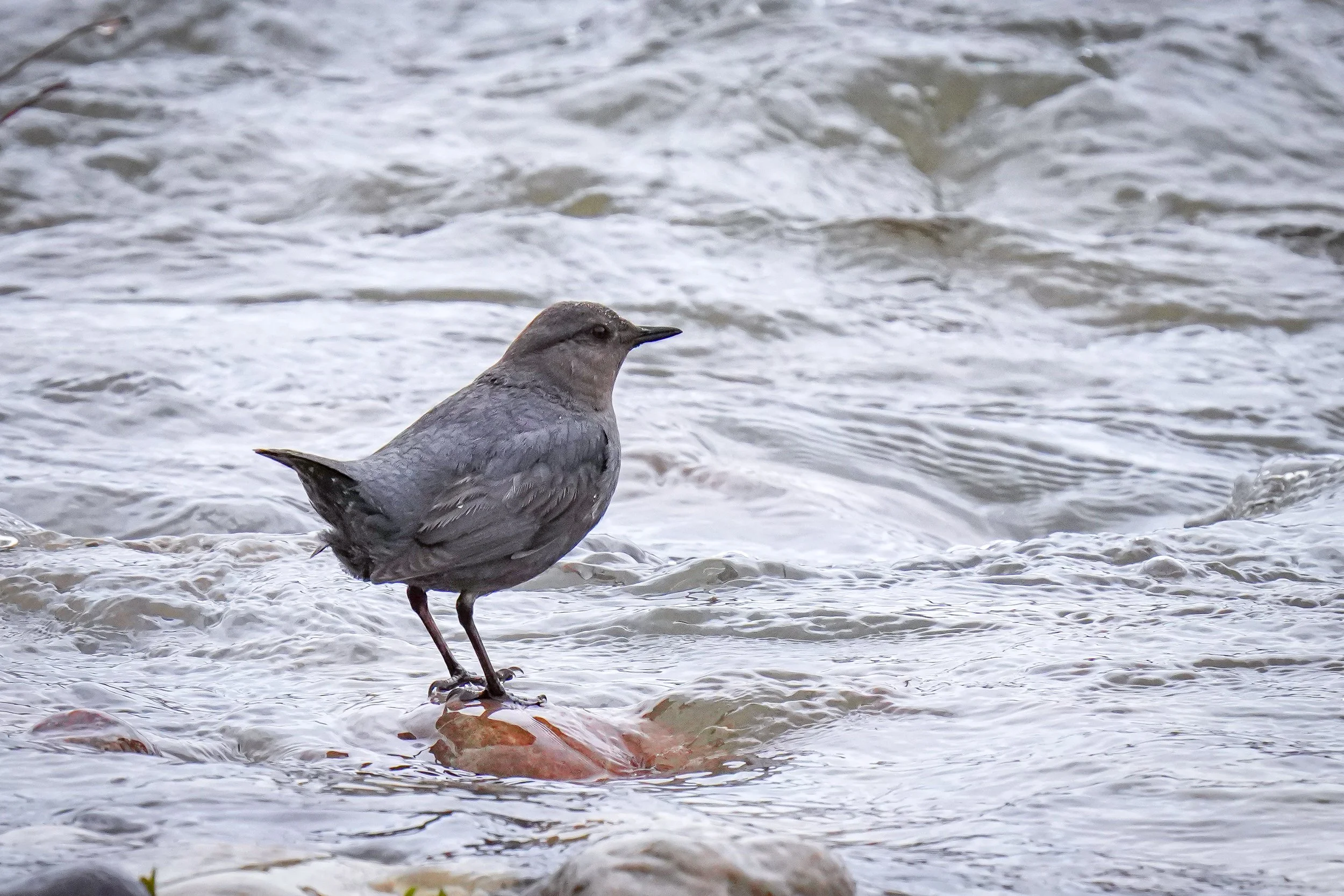 American Dipper