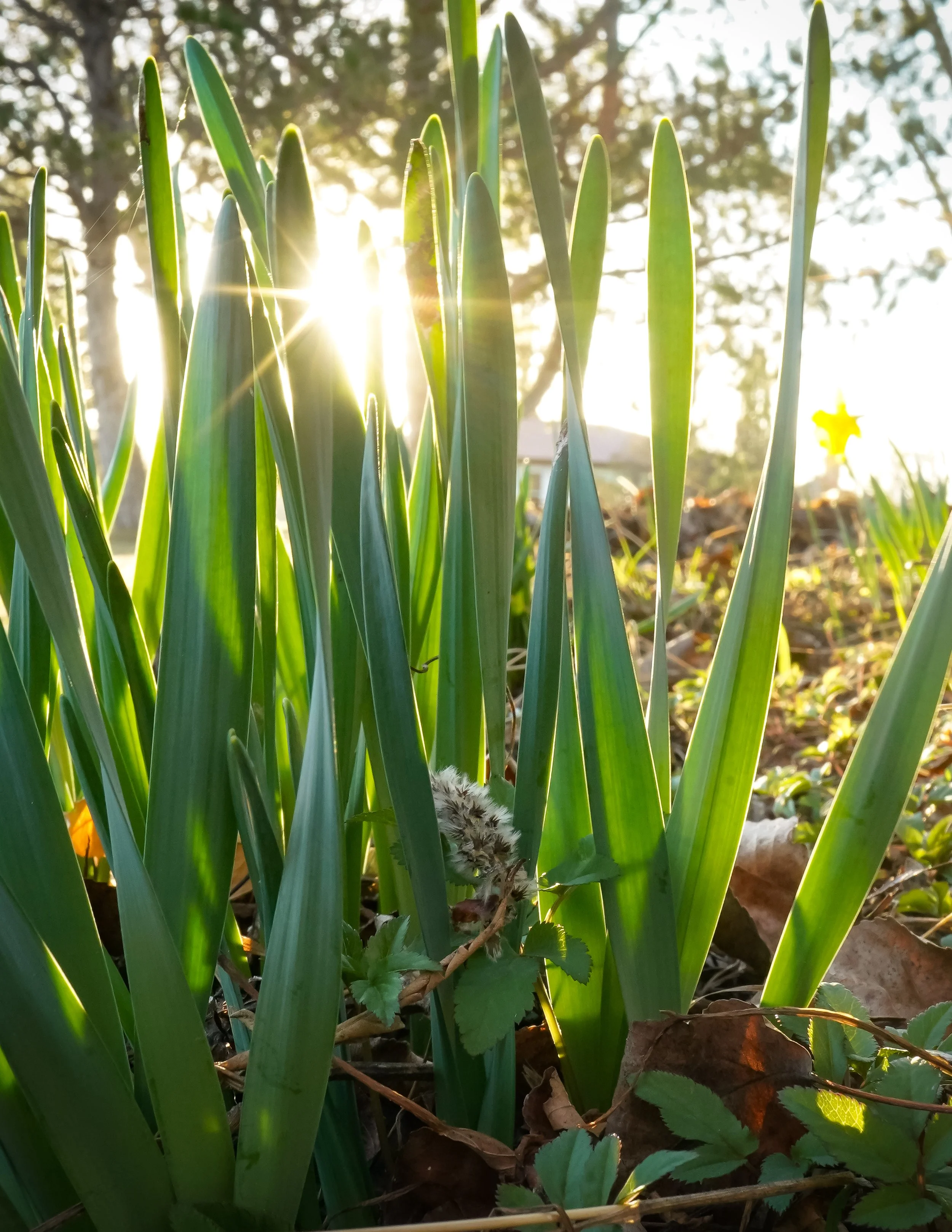Sun through the Daffodils