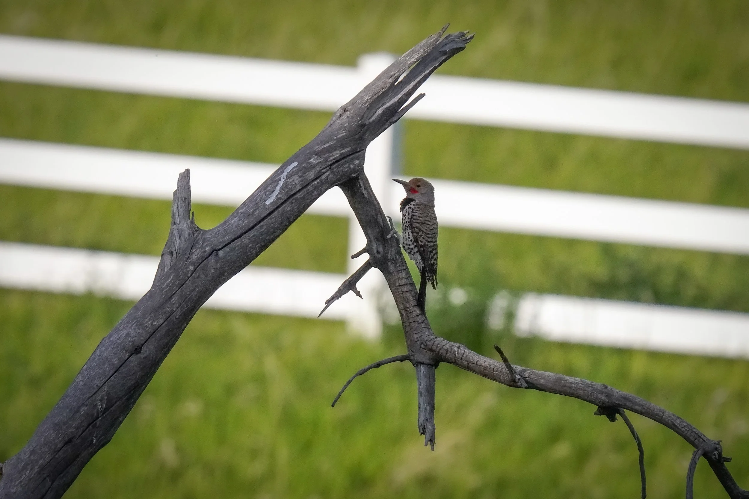 Northern Flicker