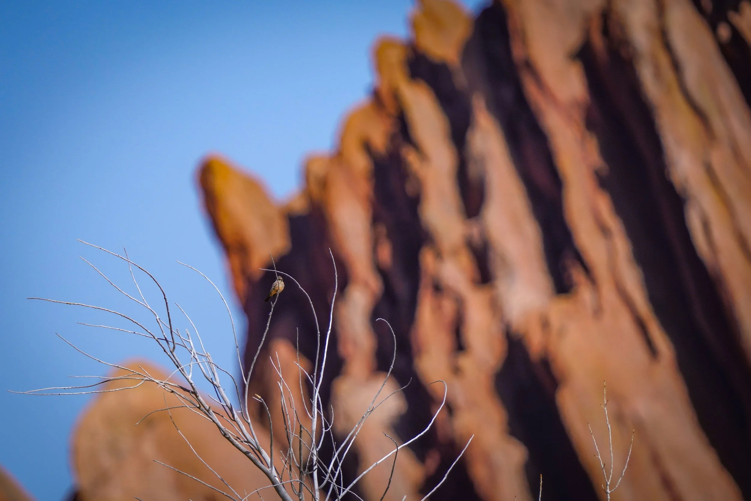 Say's Phoebe with the Rocks at Roxborough