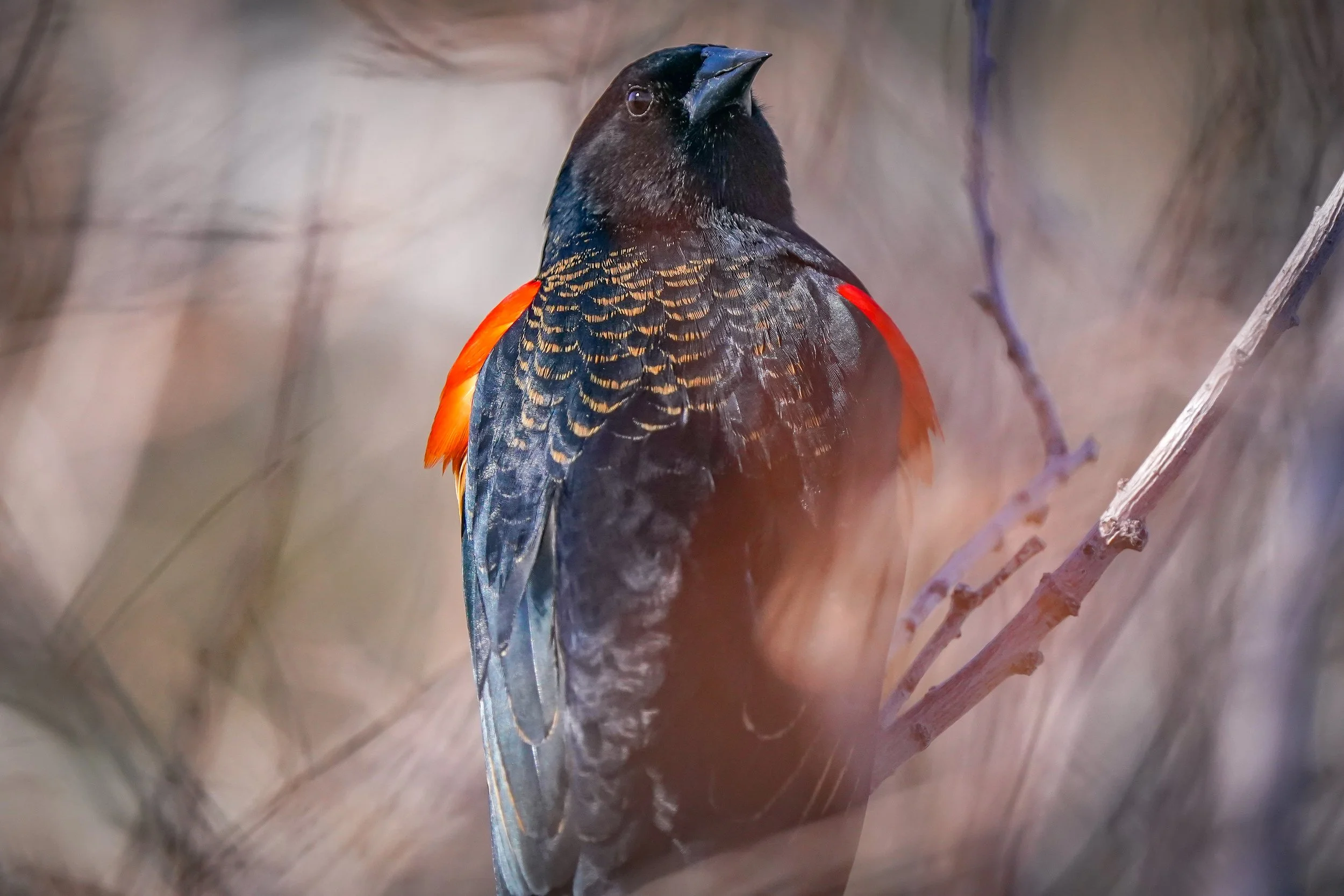 Red-wing blackbird male