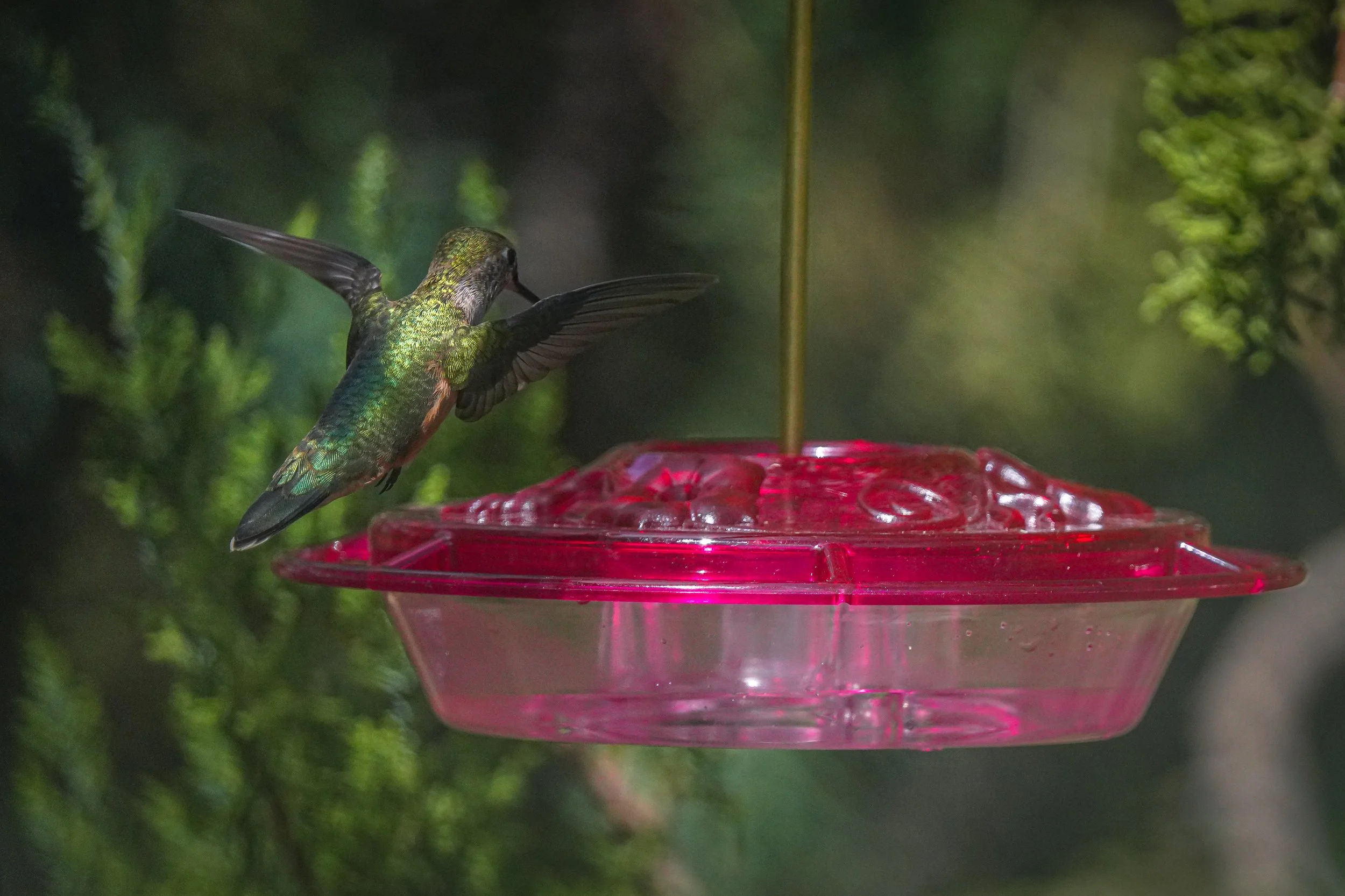 2024-08-24-kingery-nature-center-host-table-broadtailed-hummingbird-laura-sheets-4.jpg