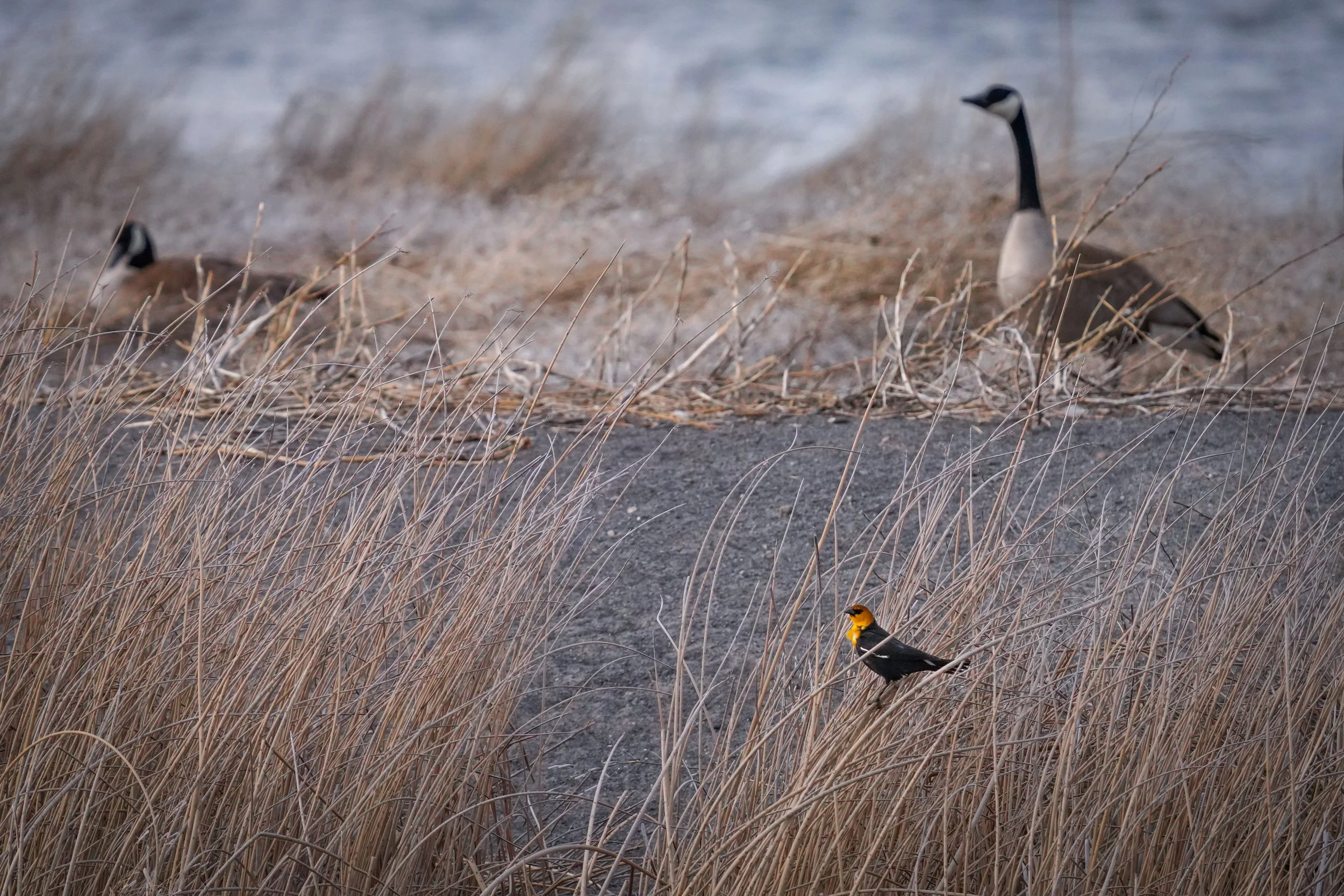 Yellow-headed Blackbird with Canada Geese