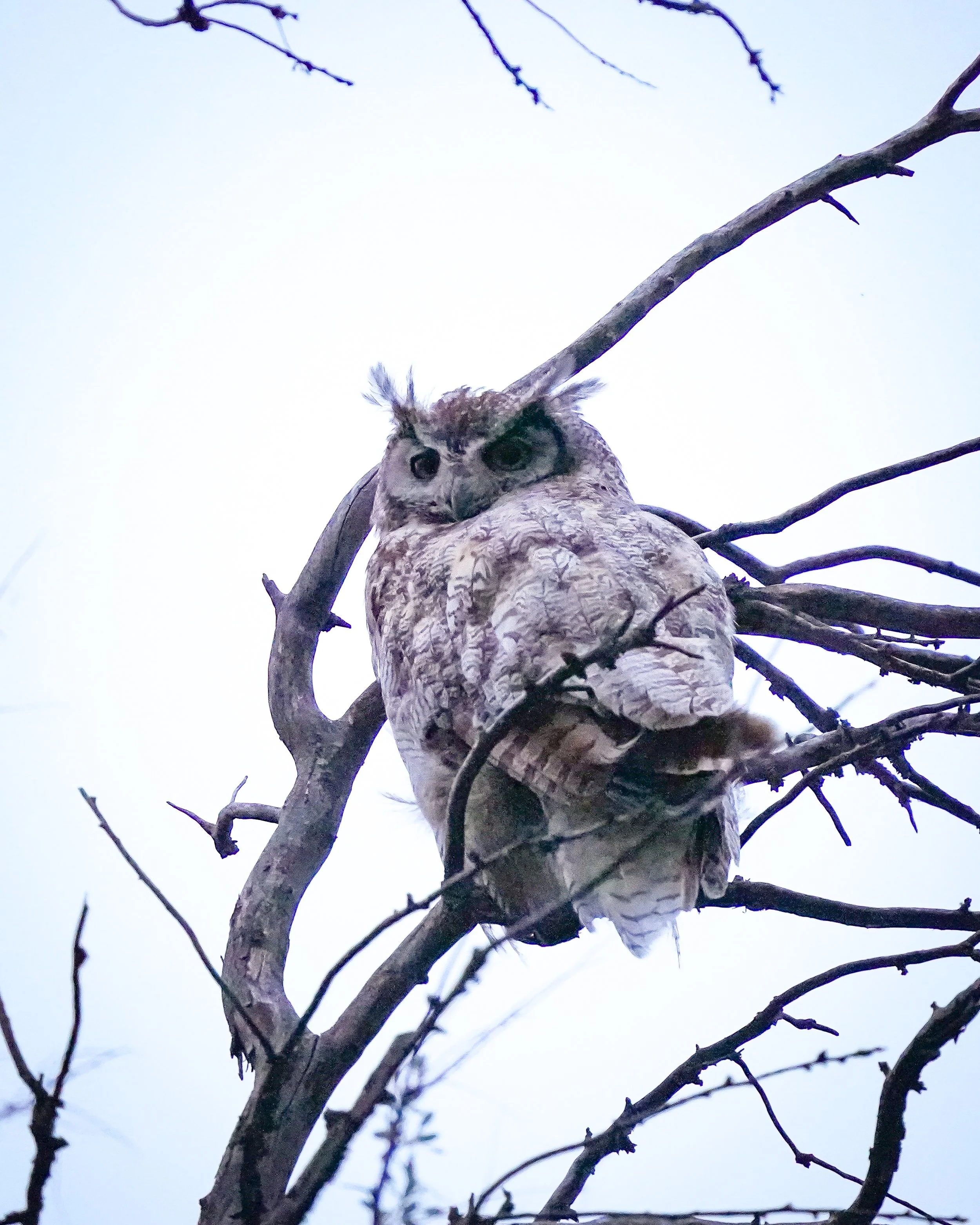 Great Horned Owl