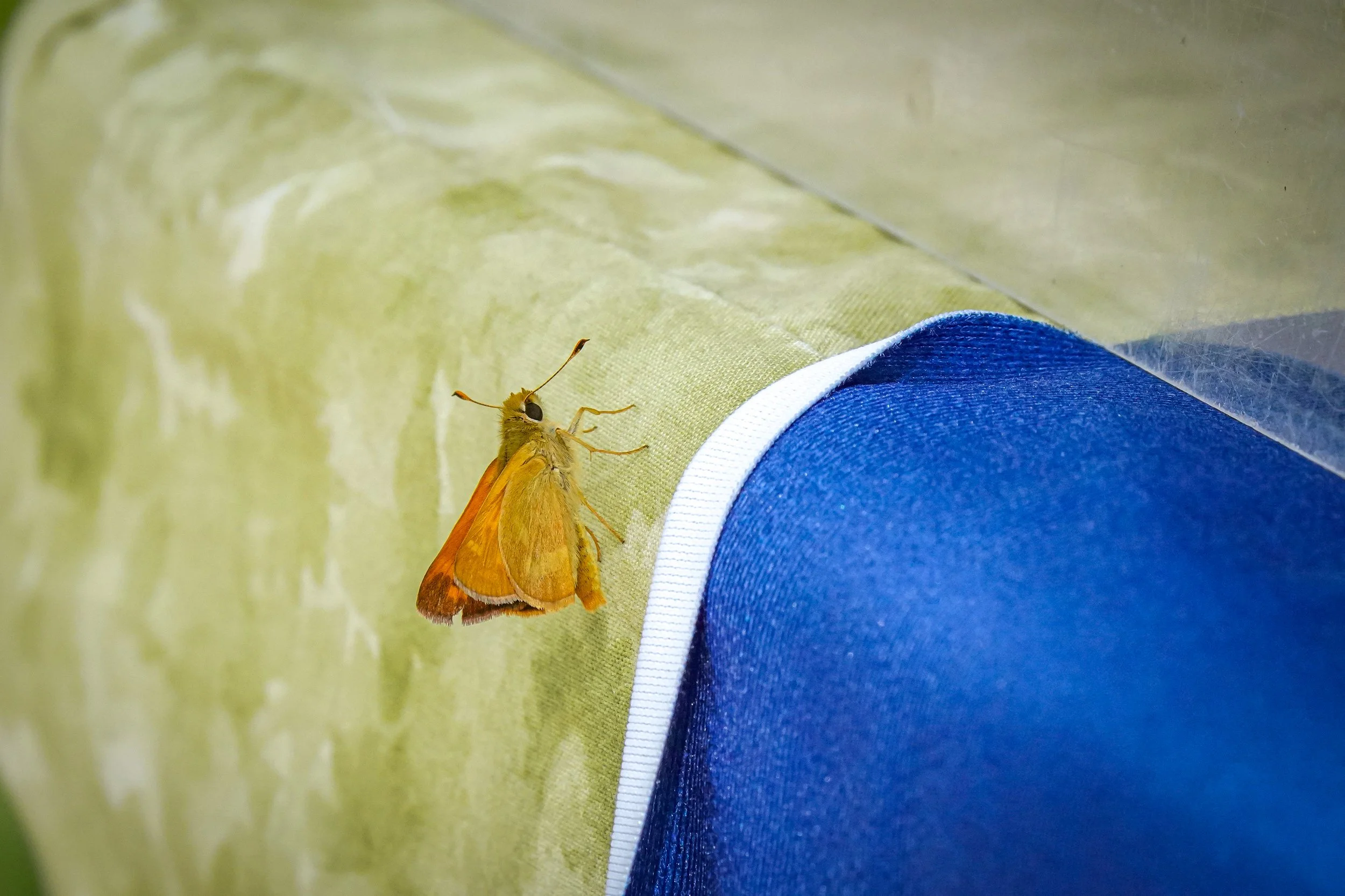 Moth visitor