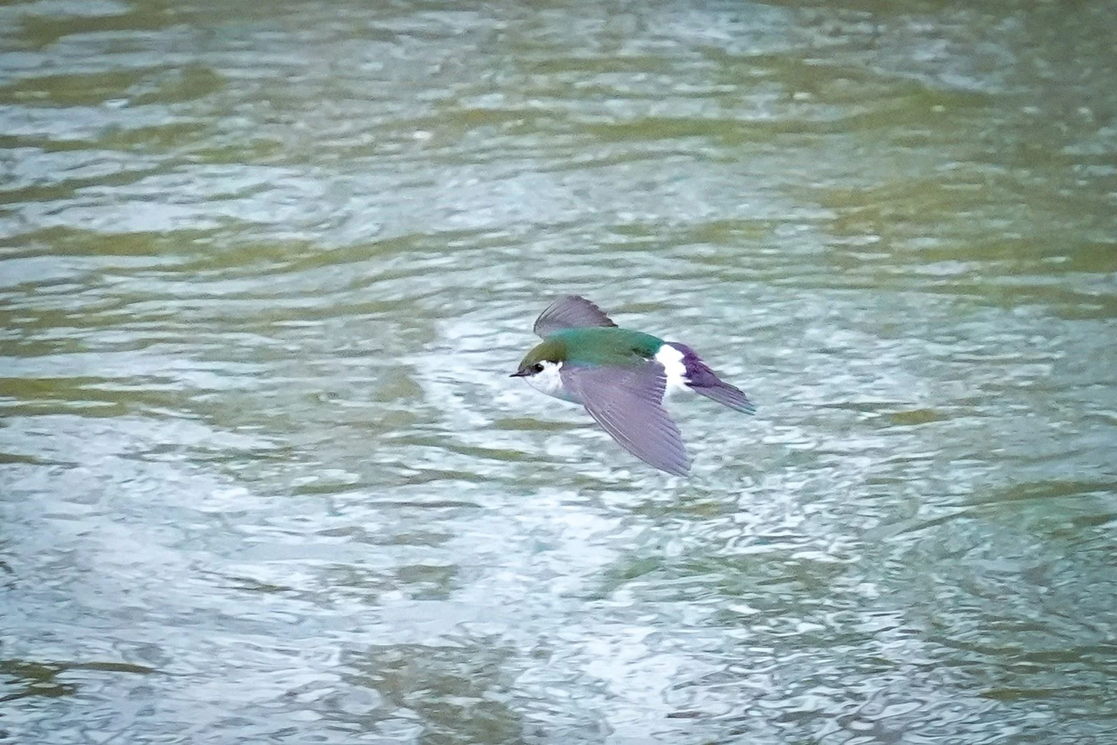 Another day....another location...Violet-green Swallow over the Snake River