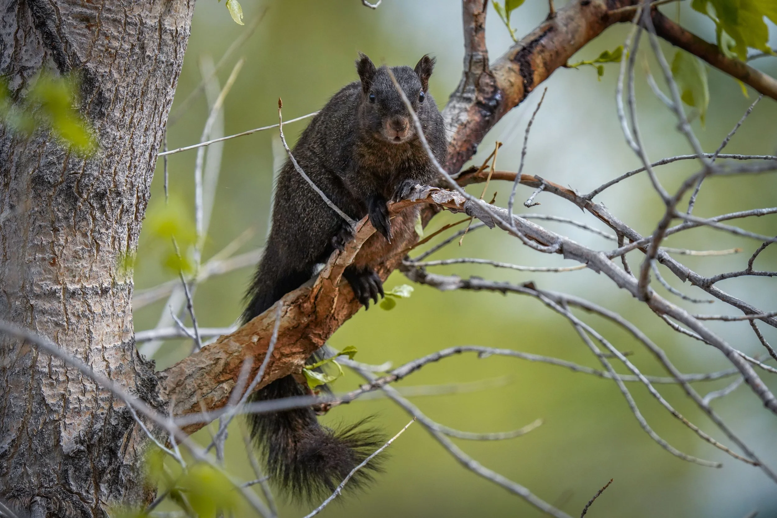 Melanistic Squirrel (#2)