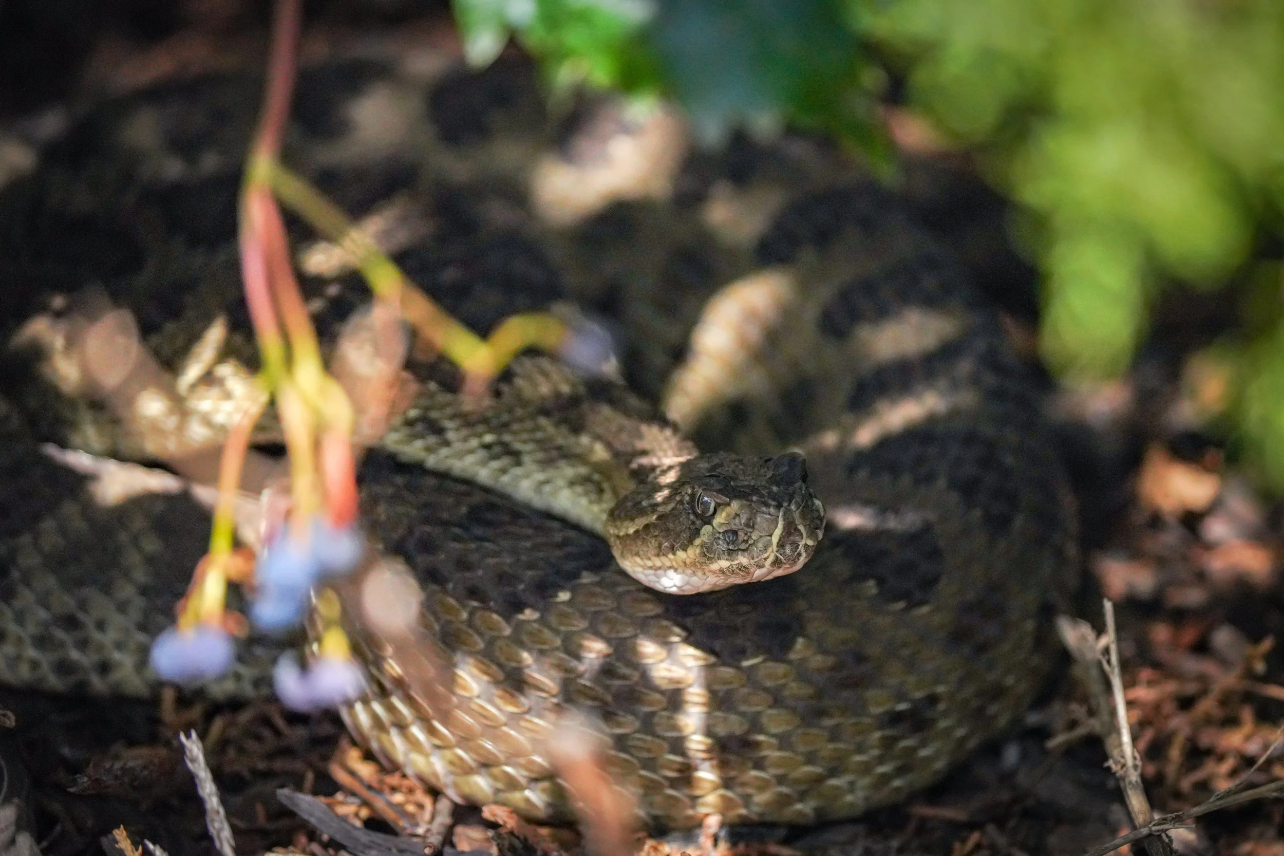 Large Rattlesnake!