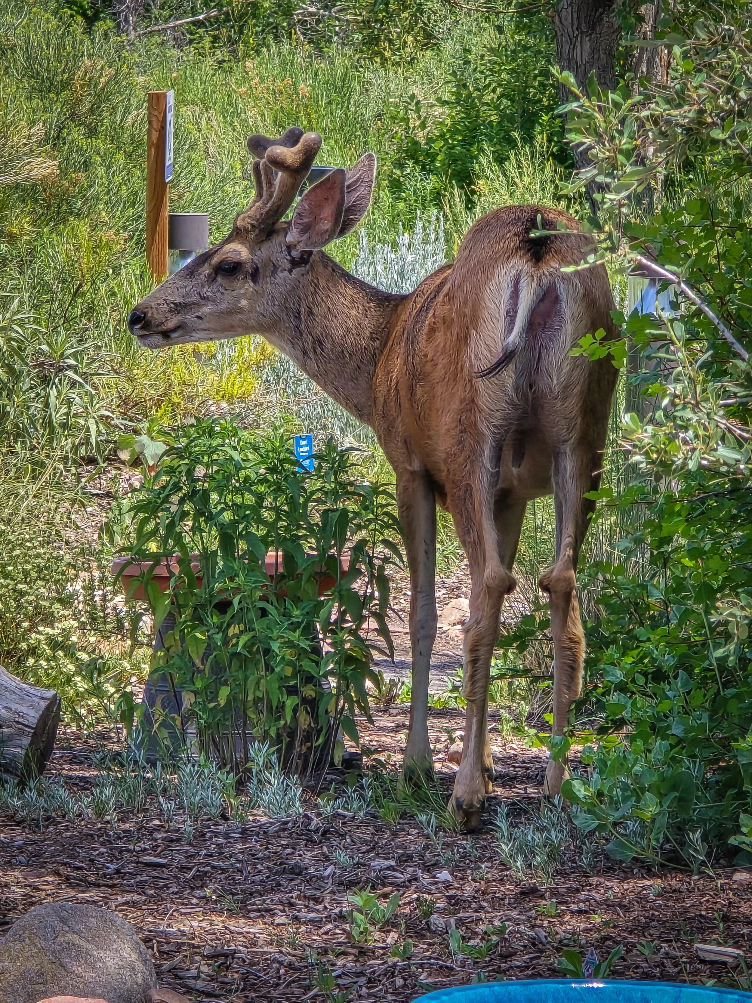 This mule deer ran through and stopped to drink at one of the bird baths!