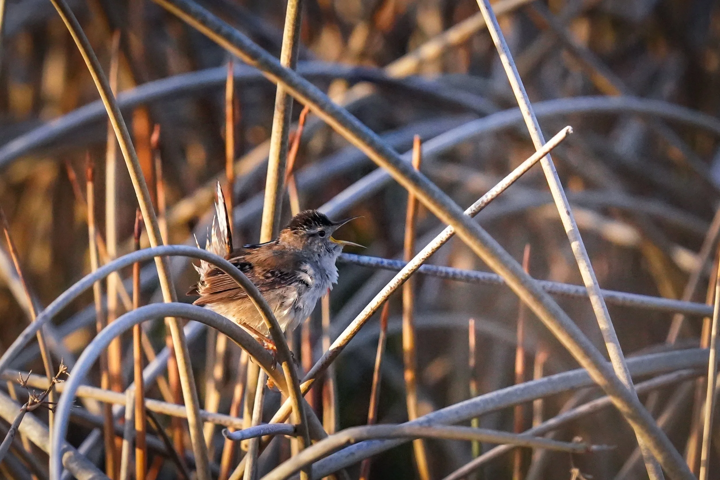 Marsh Wren