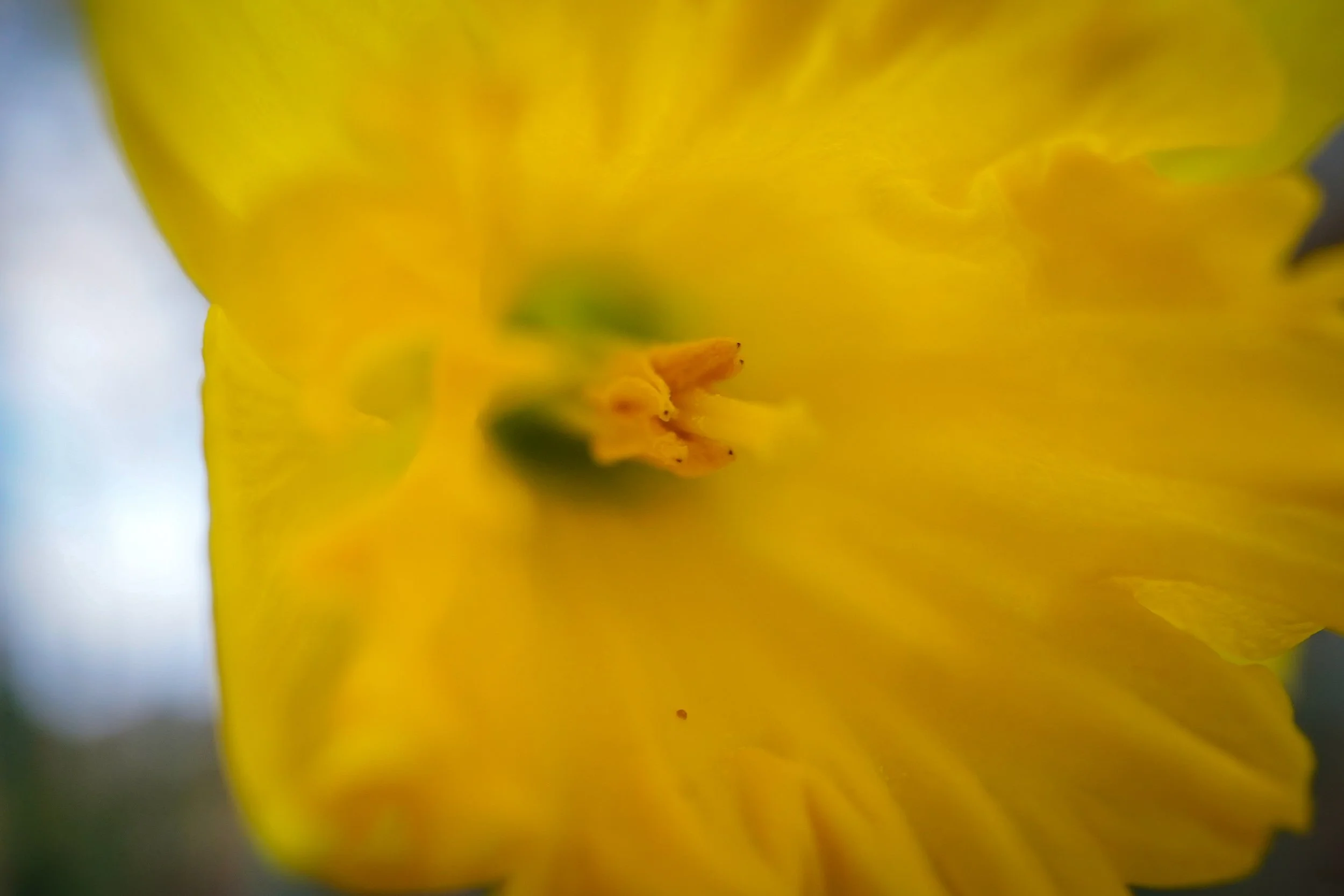 Daffodil