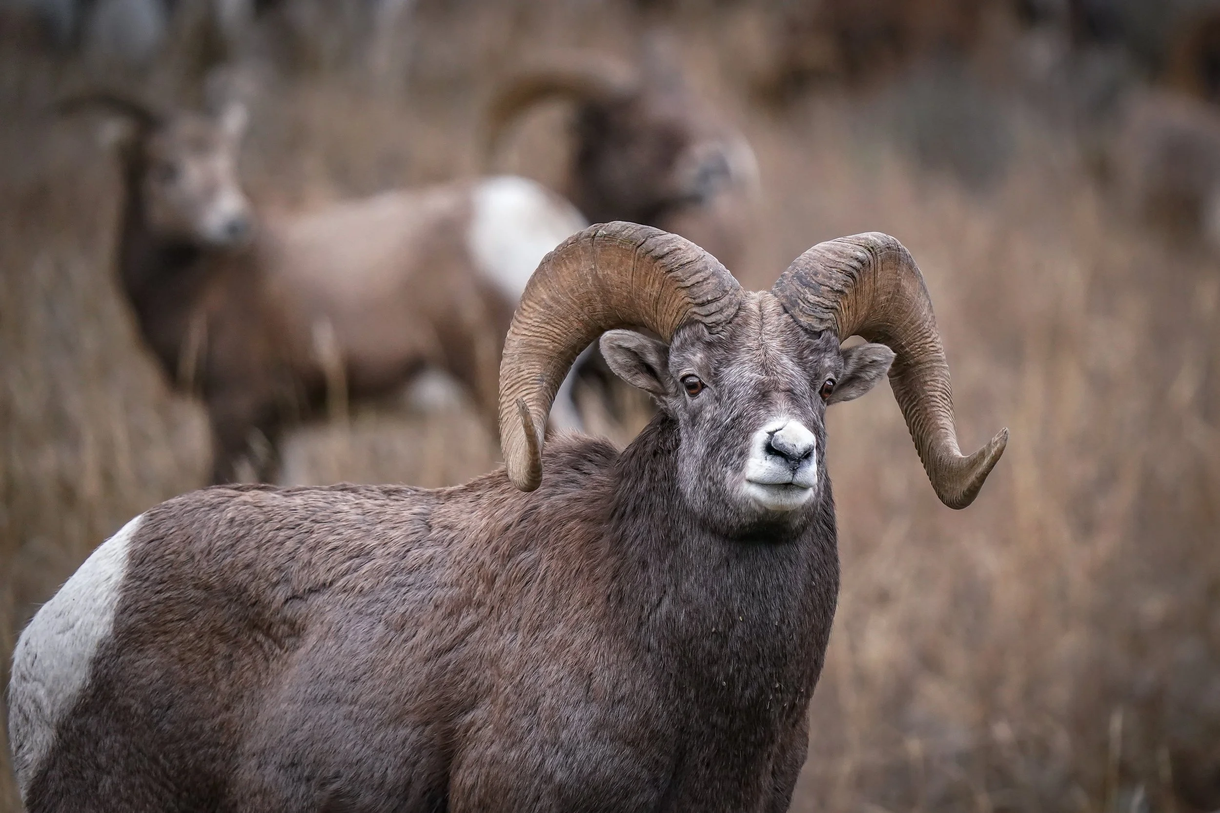 Christmas day bighorn sheep!  Enjoy the next several photos of them!