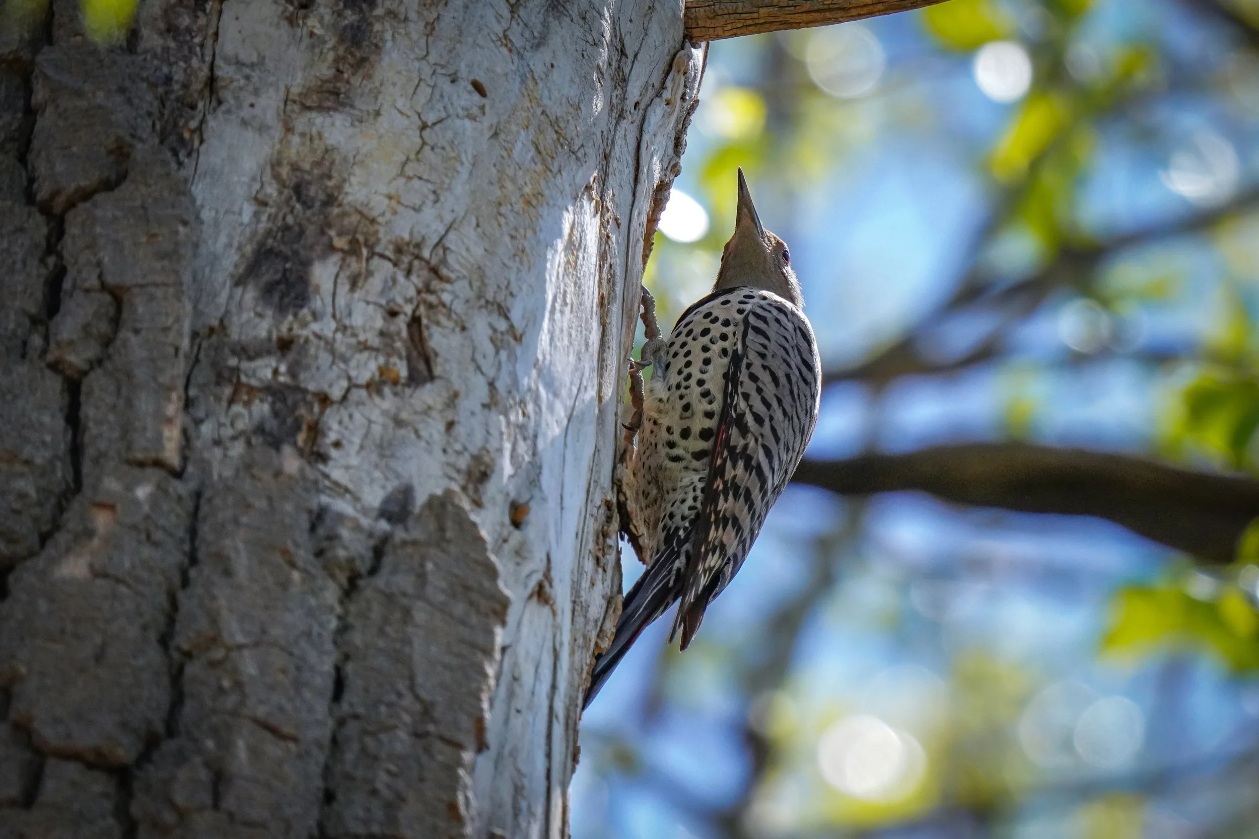 Northern Flicker
