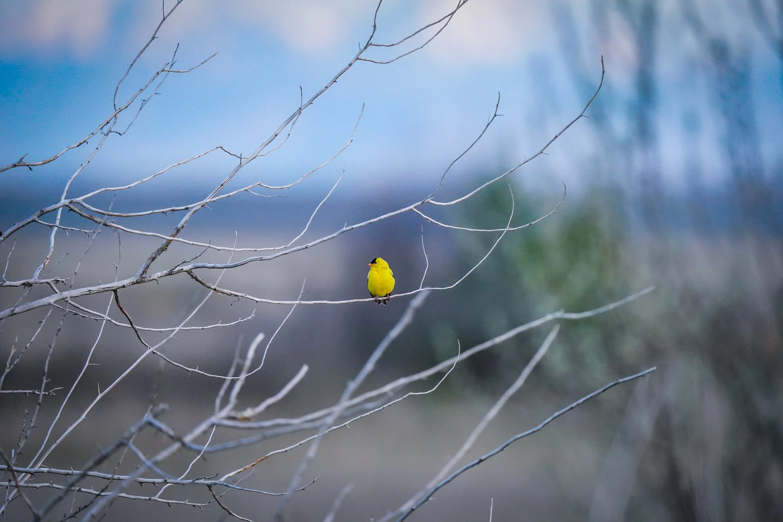 American Goldfinch