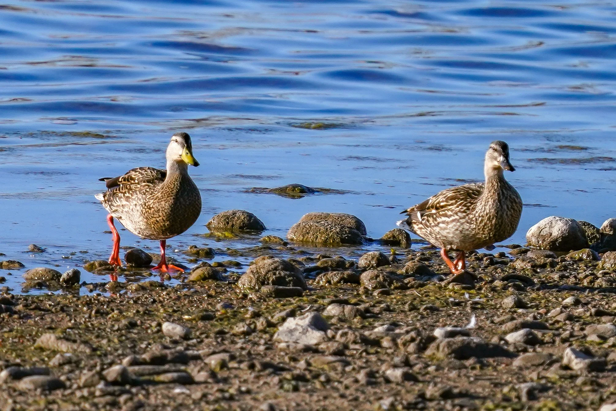 Mexican Duck (left) with Mallard hen