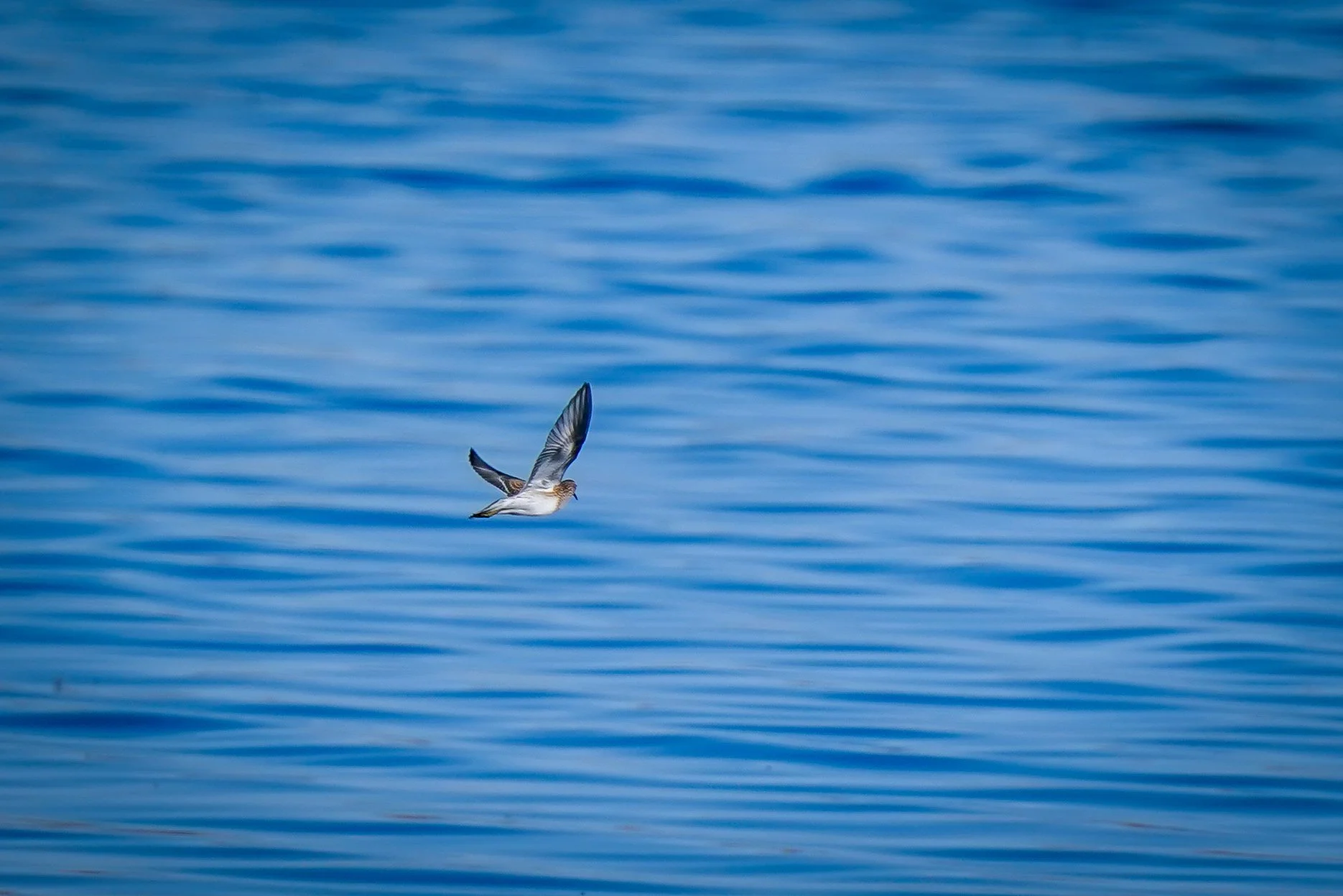 Pectoral Sandpiper