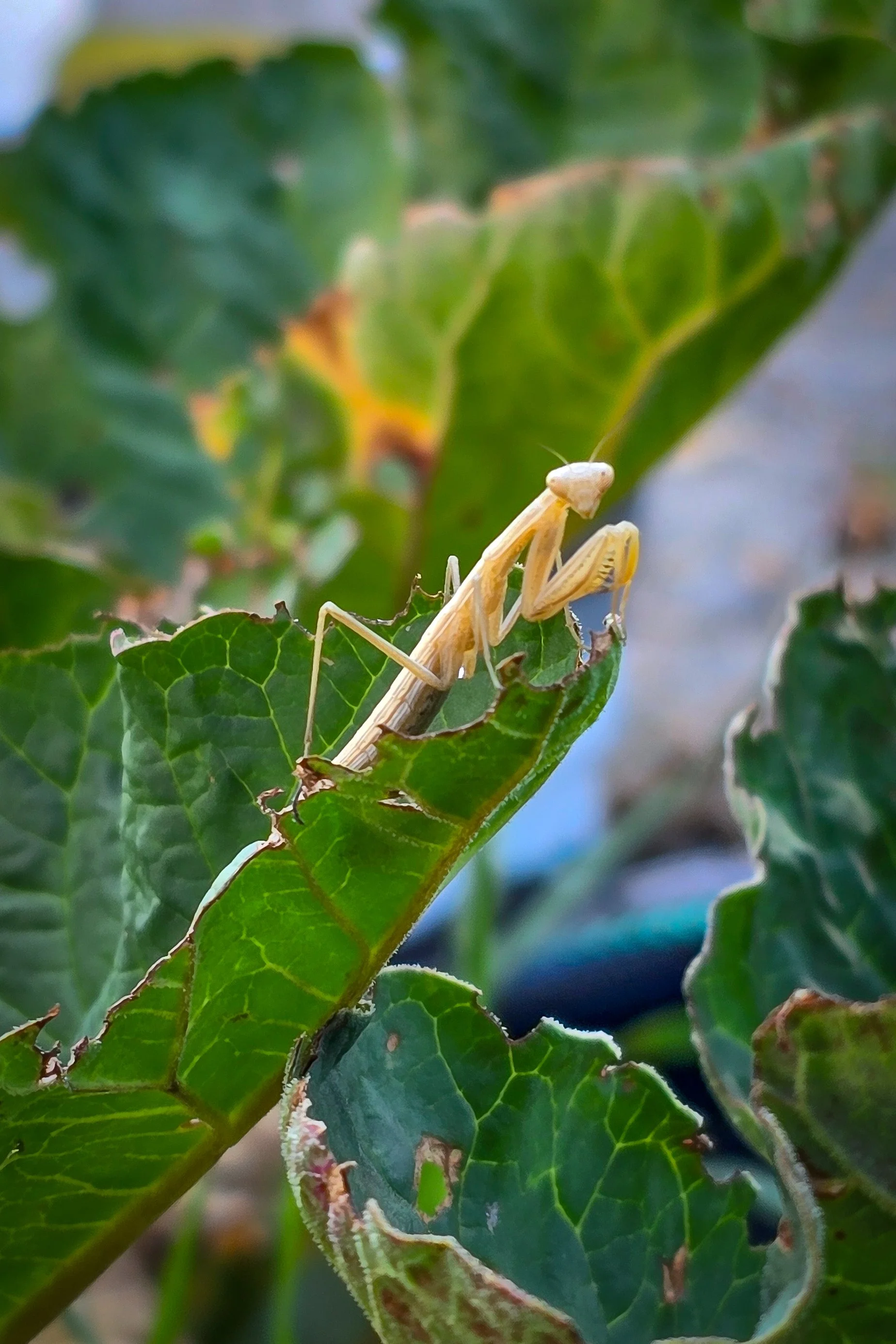 It's been fun having several Praying Mantis in the garden - both tan and green